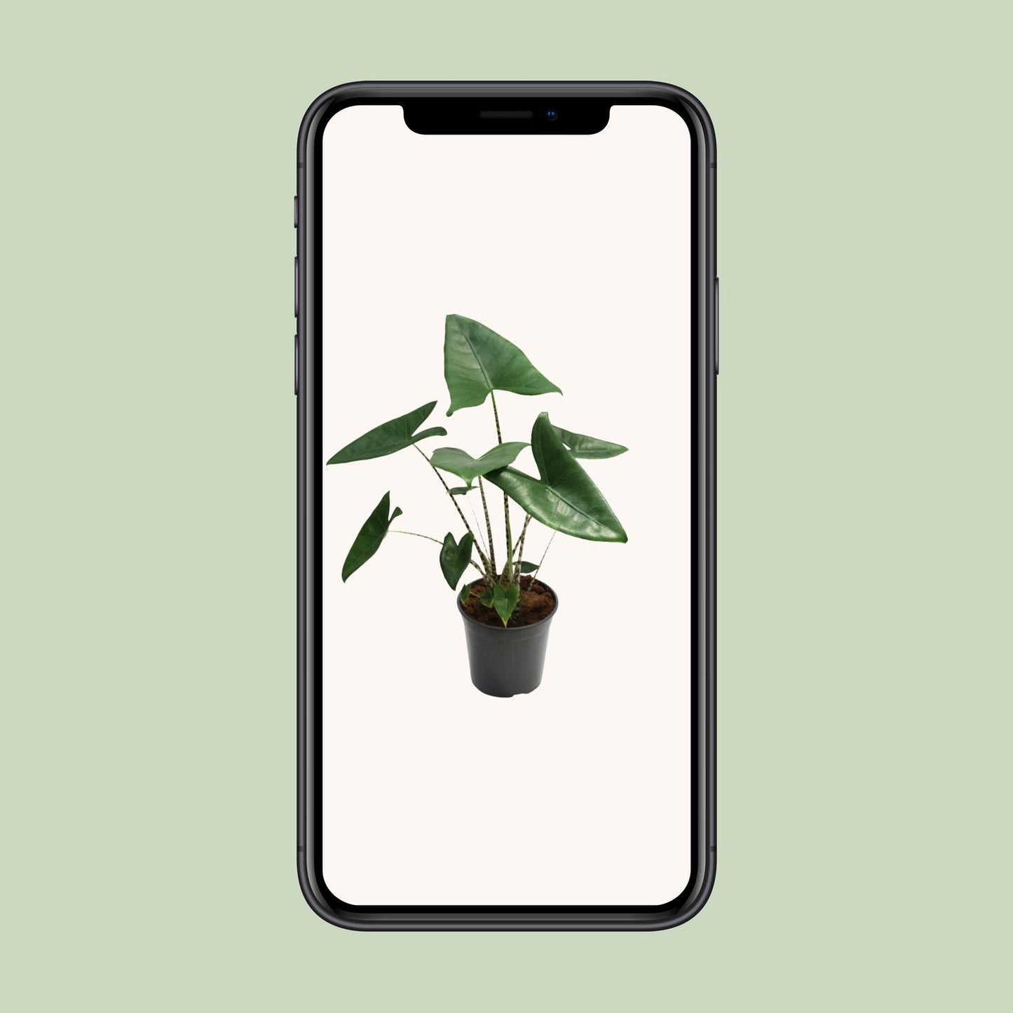 Alocasia Zebrina - Ø21cm - ↕80cm bei Pflanzfix24