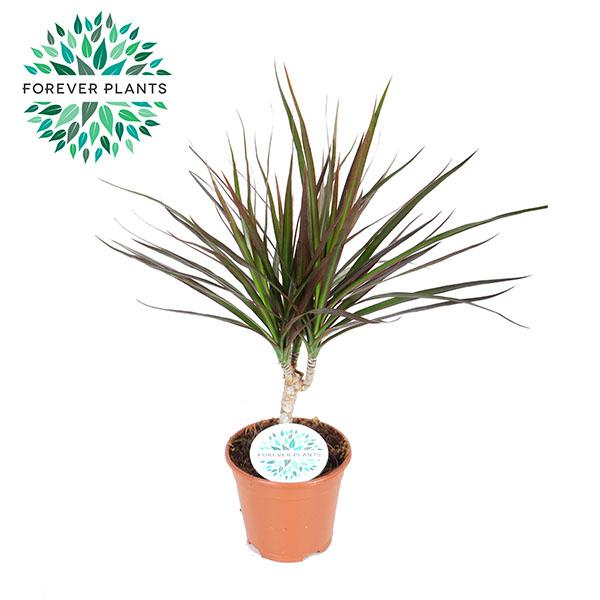 Dracaena Magenta - Ø14cm - ↕55cm - Pflanzfix24