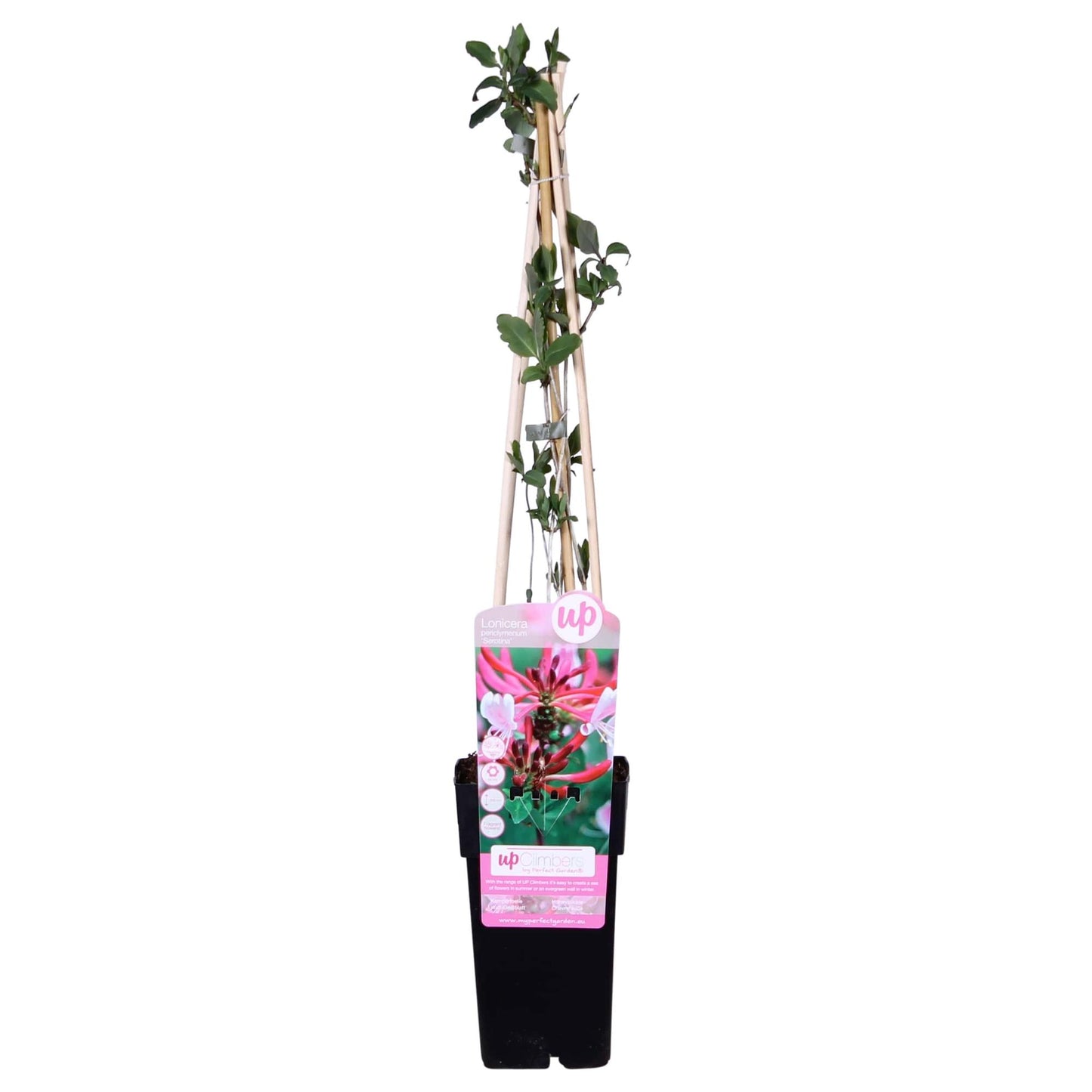 Lonicera periclymenum 'Serotina' Kletterpflanze Ø15cm – Pflanzfix24.de - Pflanzfix24.de