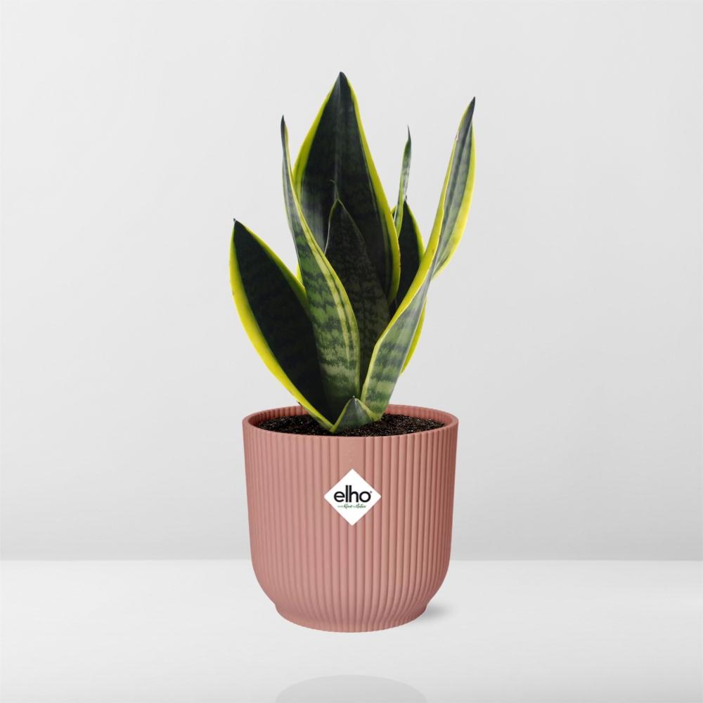Sansevieria Futura Superba rosa 14cm – Schwiegermutterzunge | Pflanzfix24