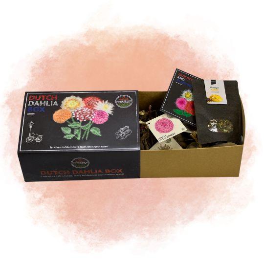 Dutch Dahlia Box L + Mango Kokos Thee Geschenkset - Pflanzfix24