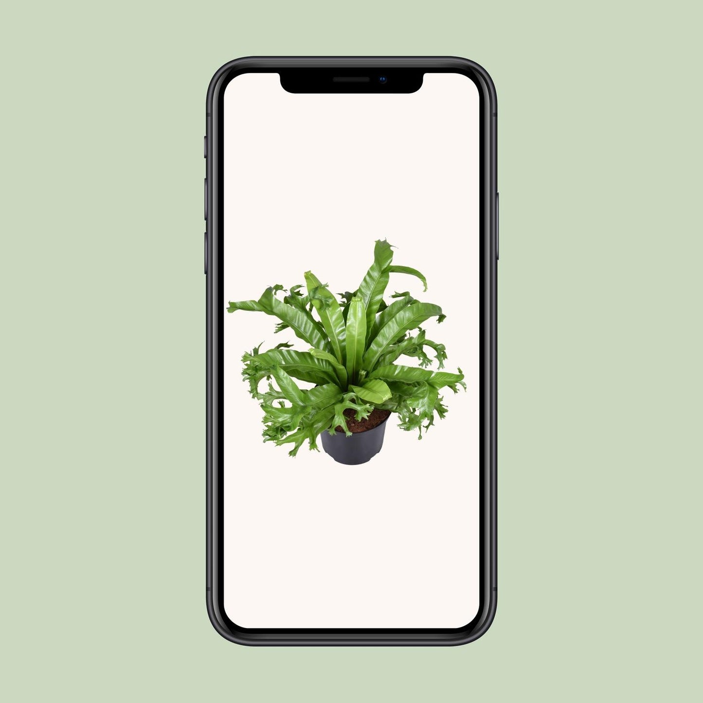 Asplenium nidus Crissie Ø23cm Zimmerpflanze | Pflanzfix24
