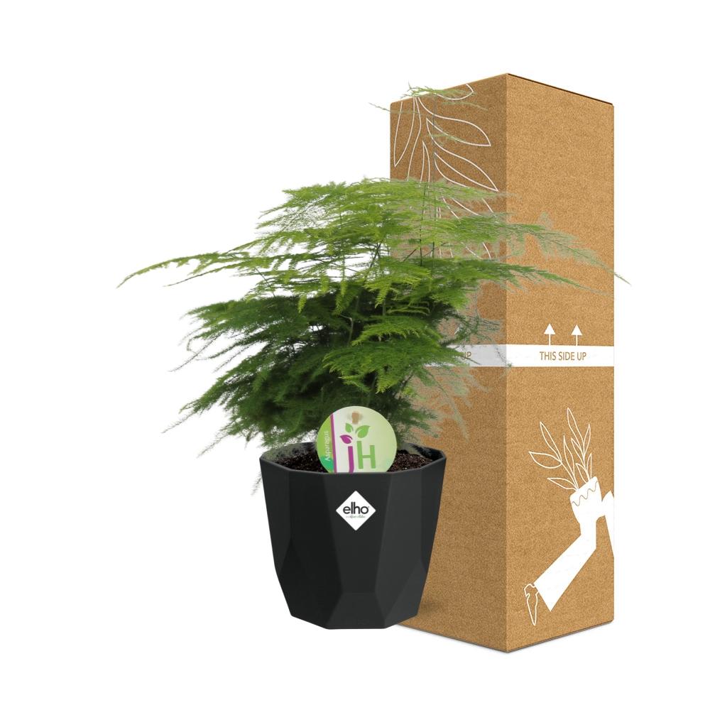 Asparagus Fern 'Plumosus' - 14cm Pot - Pflanzfix24
