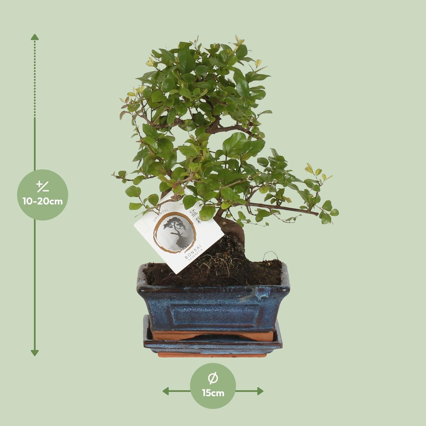 Bonsai 'Sageretia' – S-Form – Ø15 cm – Höhe ca. 15 cm | Eleganter Indoor-Bonsai von Pflanzfix24
