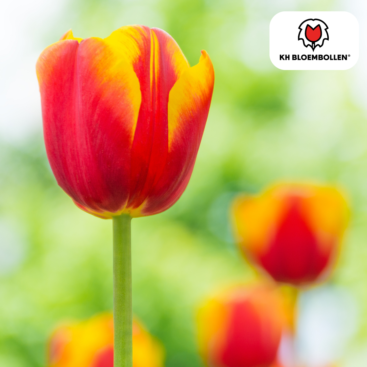 Tulpenbollen Dow Jones – 20 Stuks | KH Bloembollen® | Rood-Geel Gestreepte Tulp - Pflanzfix24