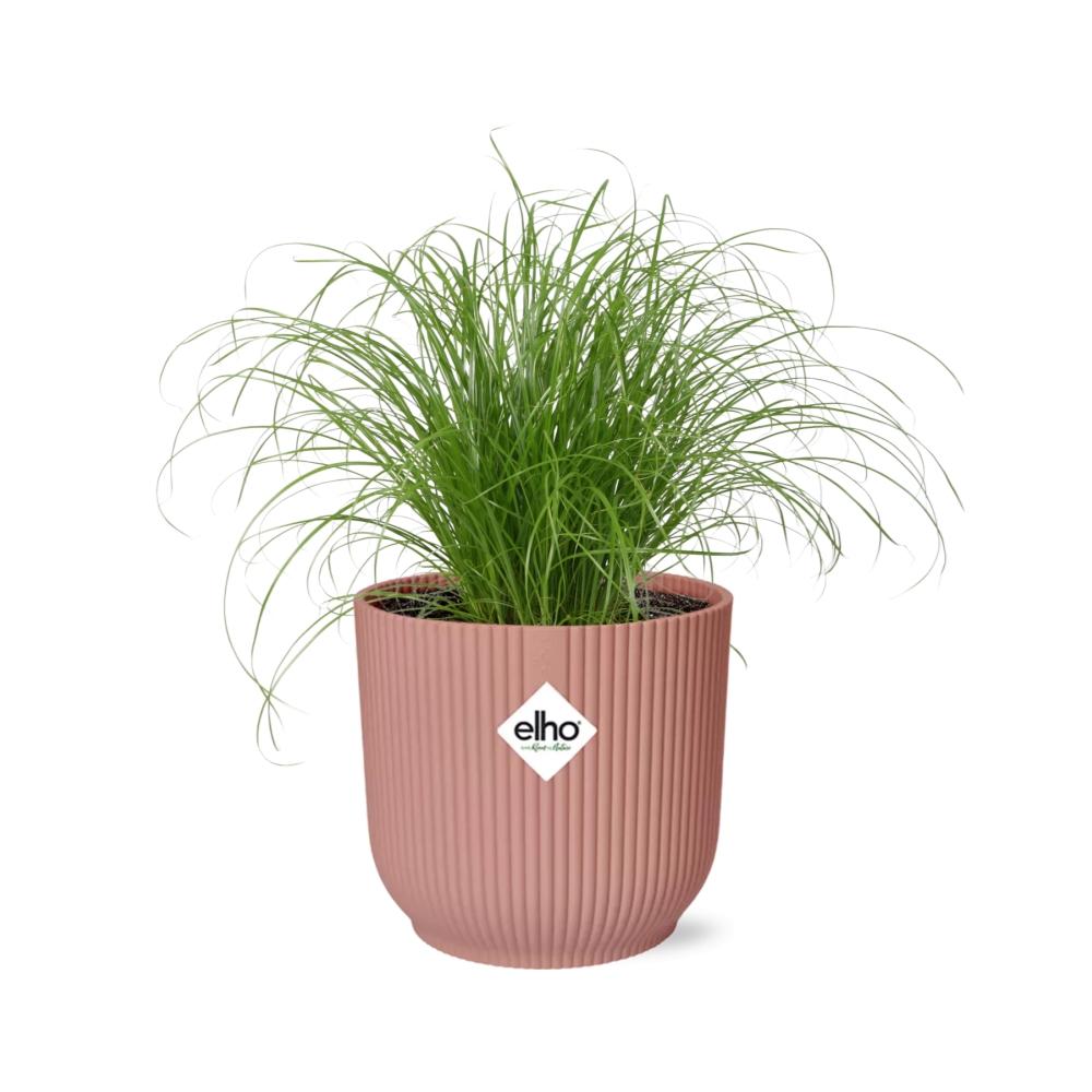 Cyperus Alternifolius Zumula in ELHO Vibes Fold 14cm roze - pflanzfix24