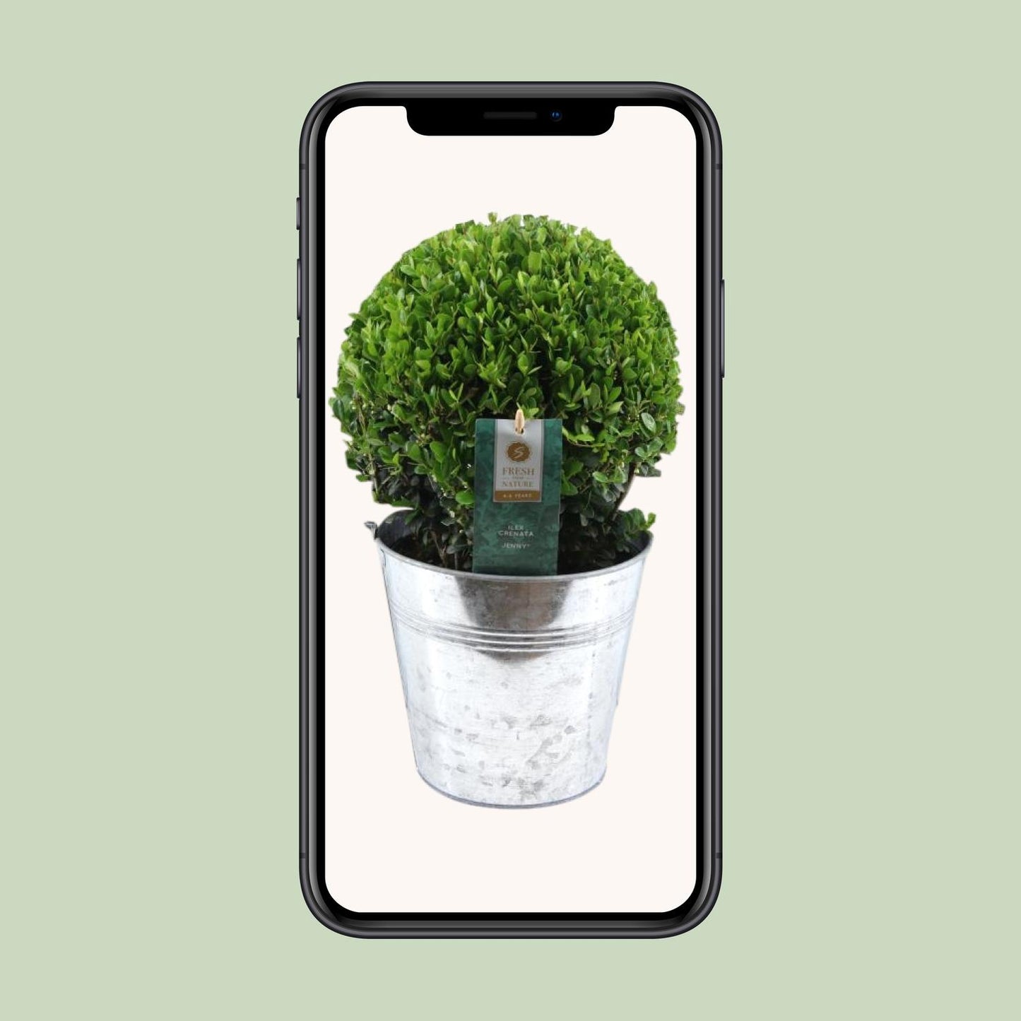 Ilex Crenata 'Jenny'® Ball Ø20cm P17 In Zinc Old-Look - Pflanzfix24