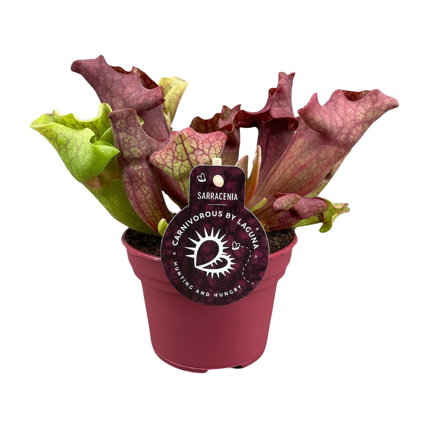 Sarracenia Kannenpflanze Ø12cm – Fleischfresser – Pflanzfix24.de - Pflanzfix24.de