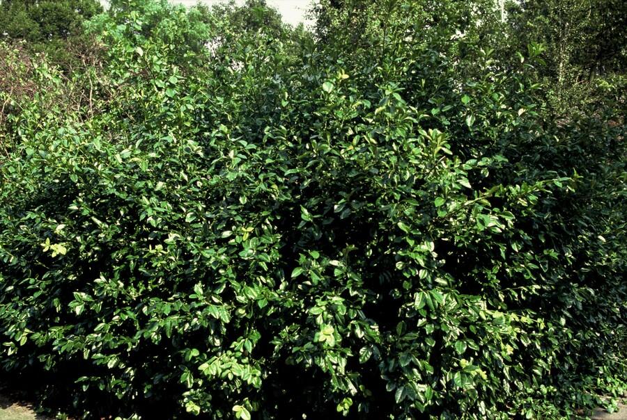 20er-Set Euonymus fort. 'Coloratus' - Winterharter Zierstrauch - Pflanzfix24.de - Pflanzfix24.de