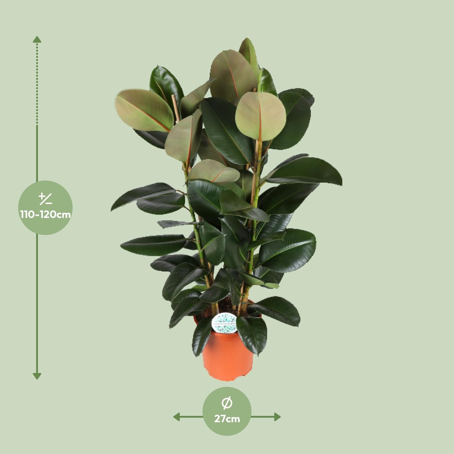 Ficus Elastica Robusta - Ø27cm - ↕115cm bei Pflanzfix24