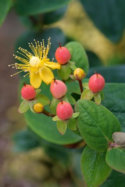 12x Hypericum ‘Annebel’ – Gelb blühender Zierstrauch | Pflanzfix24 - Pflanzfix24.de