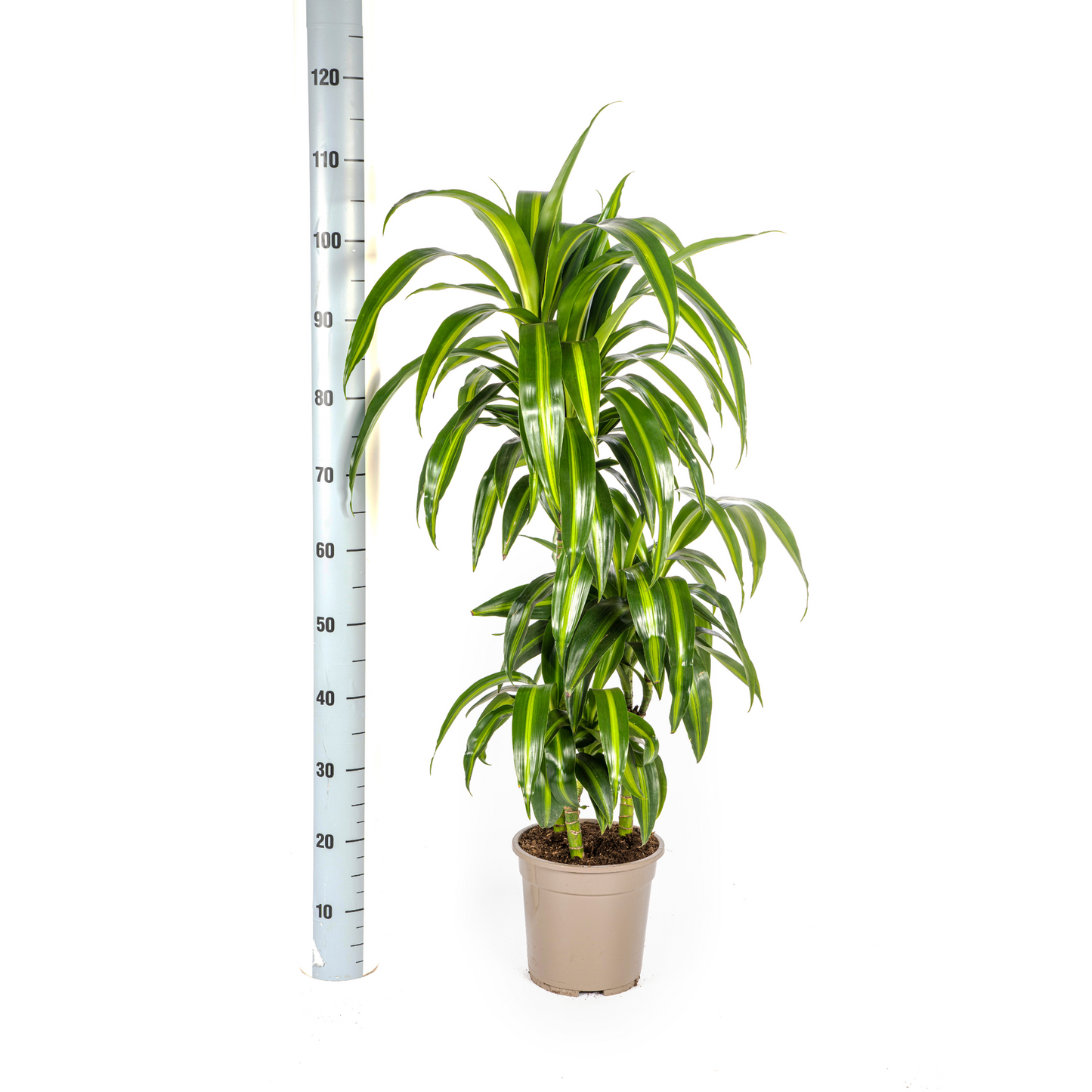 Dracaena Deremensis Hawaiian Sunshine Ø21cm - Pflanzfix24
