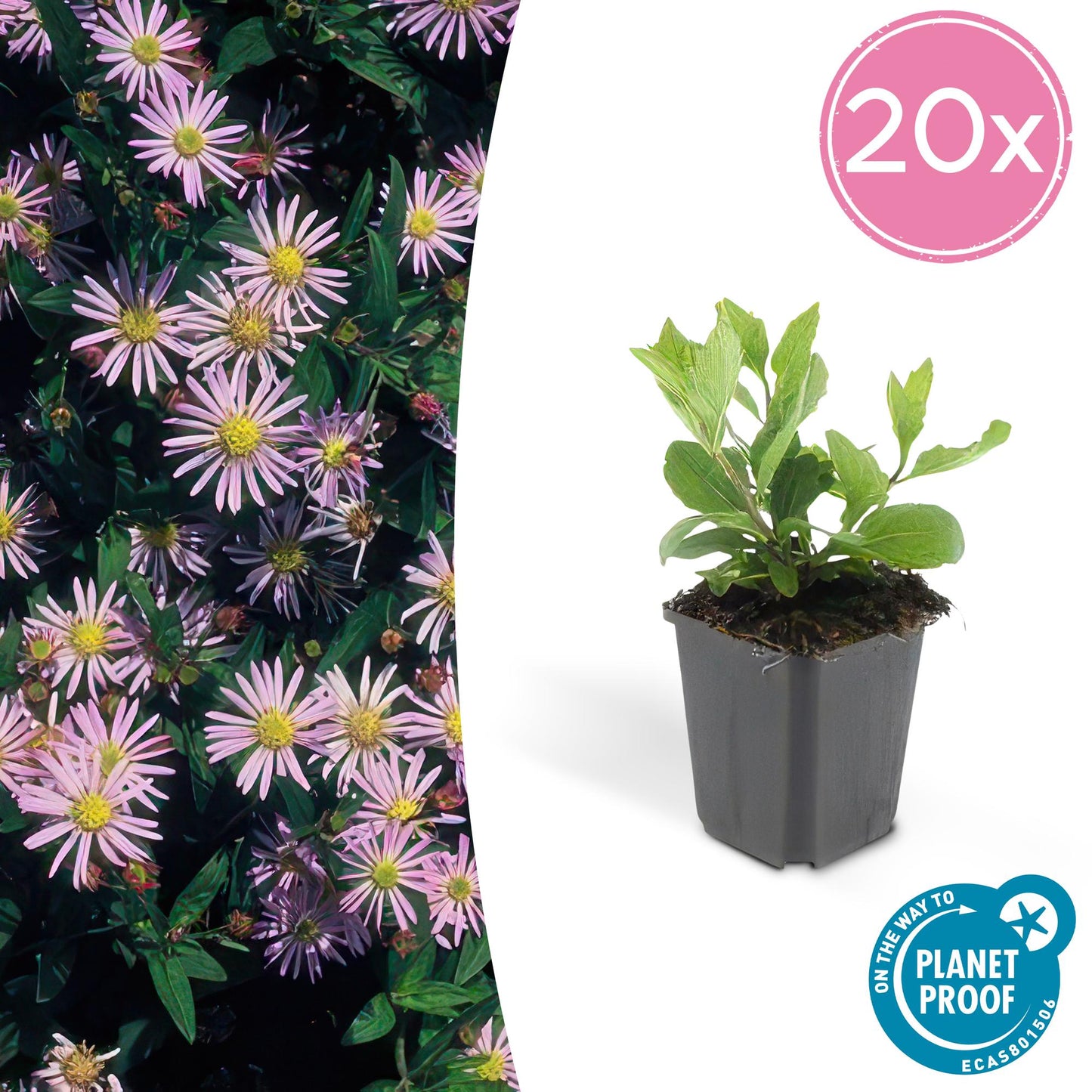 20x Aster ageratoides 'Asran' hellblau Ø9cm Stauden – Pflanzfix24.de - Pflanzfix24.de