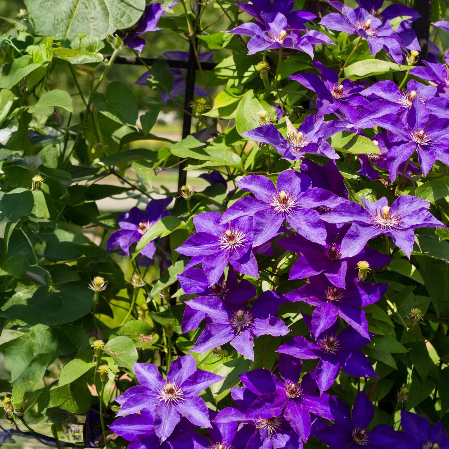 GreenboutiQ - Clematis The President - 2 Pflanzen - Pflanzfix24.de - Pflanzfix24.de