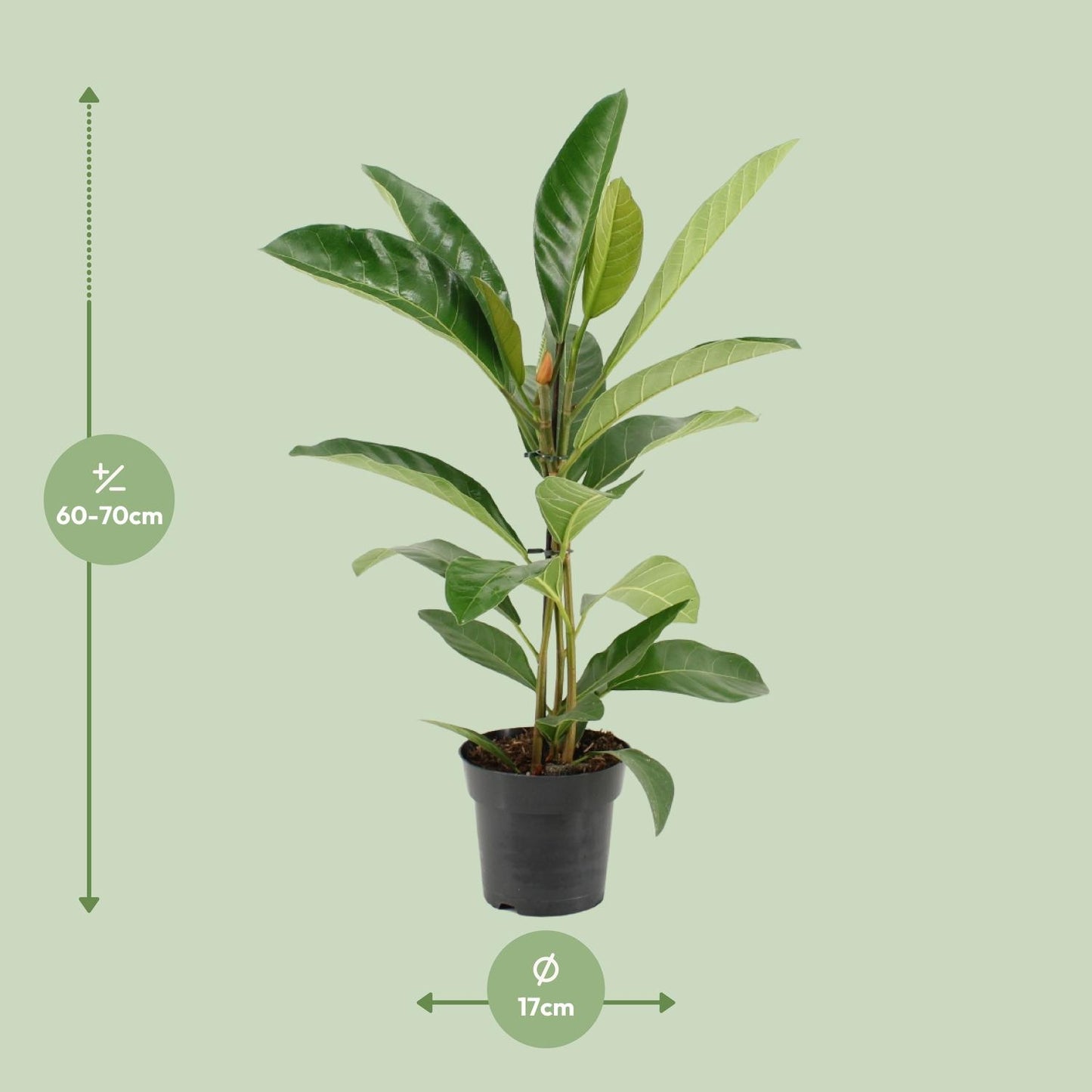 Ficus Benghalensis Roy (R) - Ø17cm - ↕70cm bei Pflanzfix24