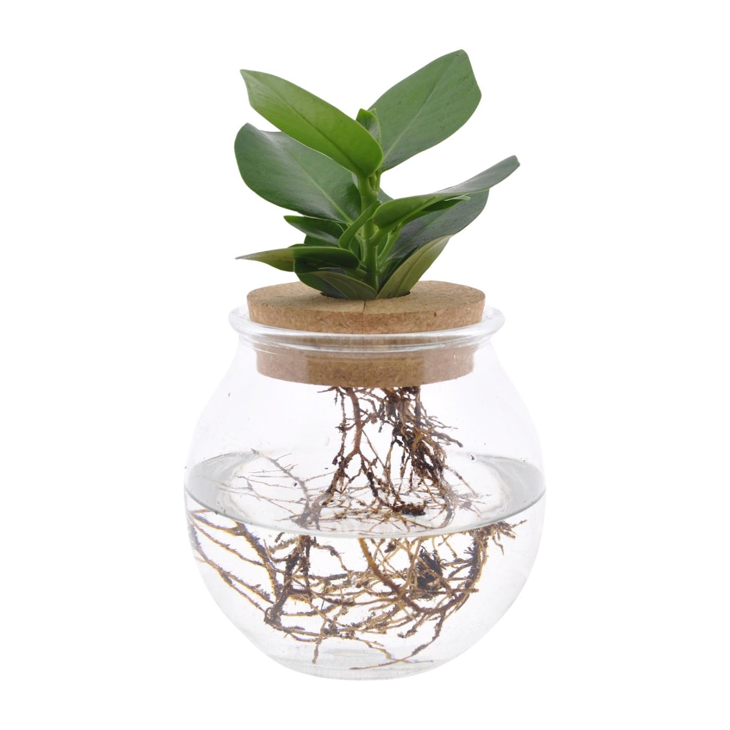 Clusia In Bolglas + Klikkurk - Ø12cm - ↕30cm - Pflanzfix24.de - Pflanzfix24.de