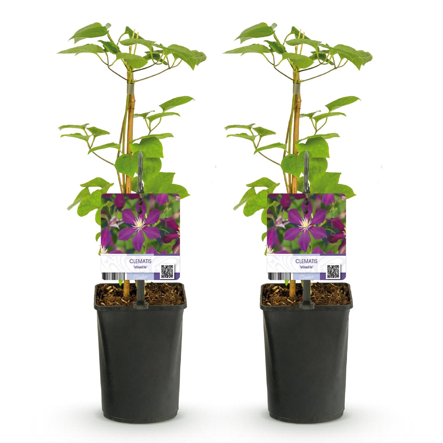 Pflanzfix24.de - Clematis 'Mikelite' - Kletterpflanze - Lila Blüte - 2 Pflanzen - Topf 11cm - Pflanzfix24.de