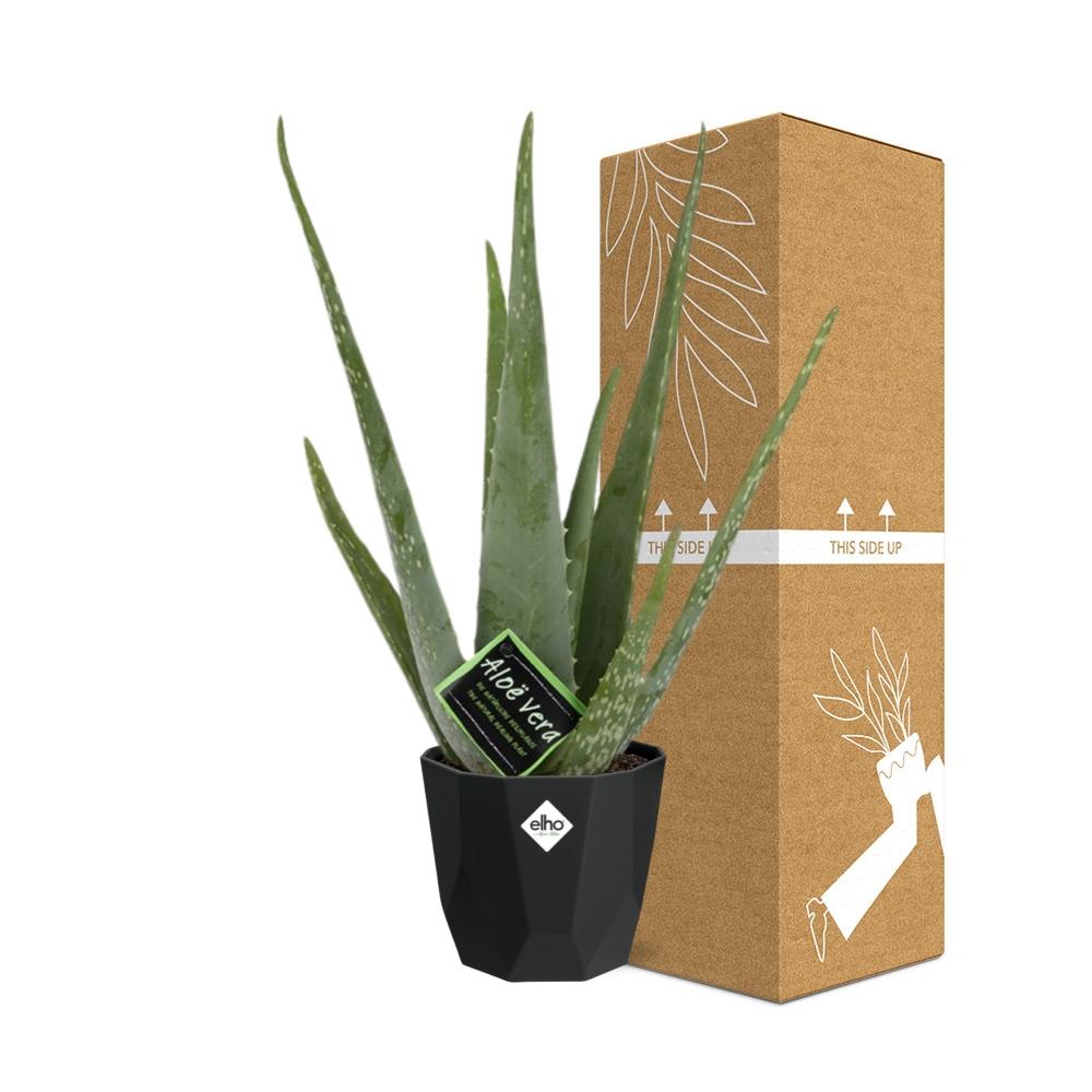 Aloe Vera 12cm in 14cm b.for rock living black - Pflanzfix24