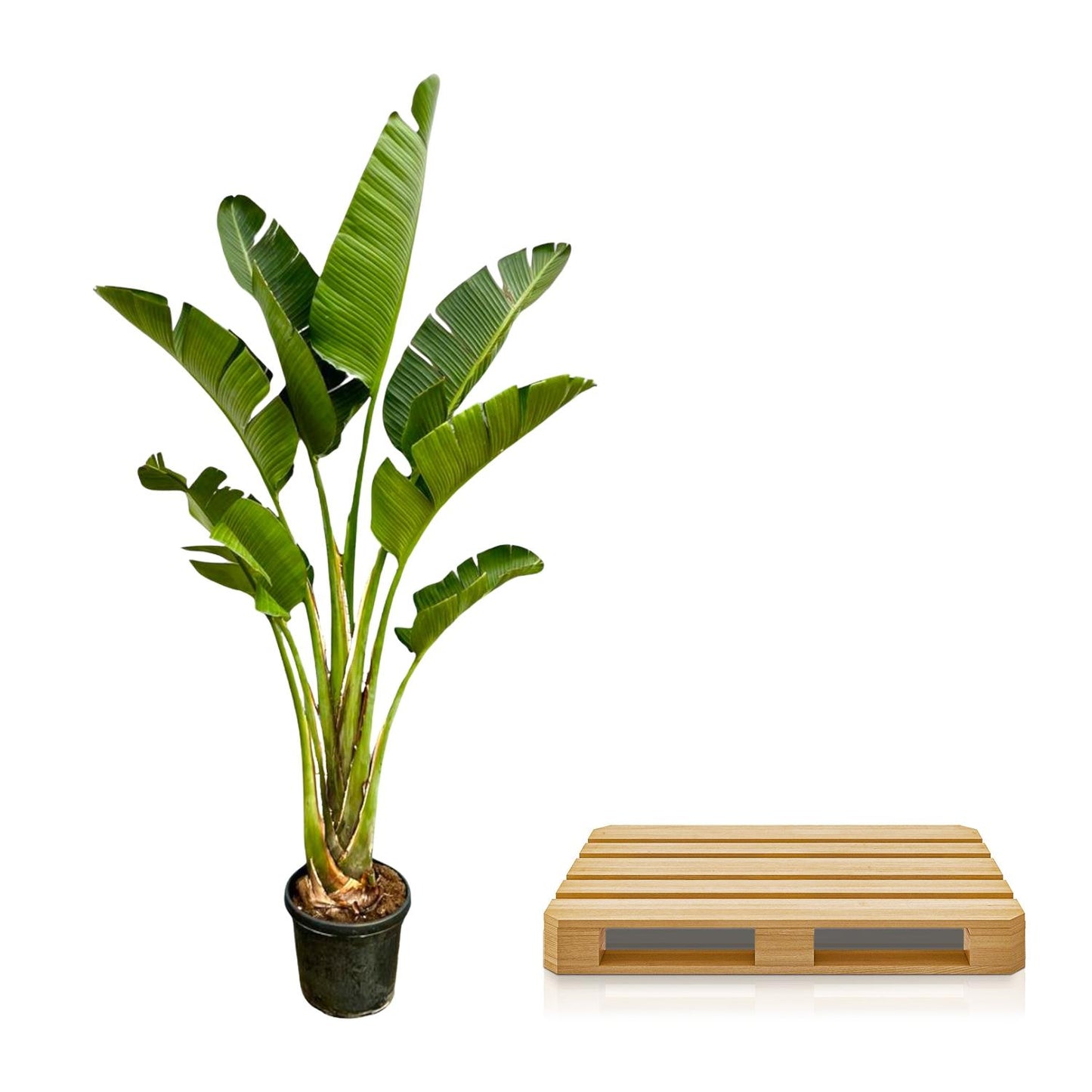 Strelitzia Augusta 250 cm Ø45 – Weiße Paradiesvogel Pflanze | Pflanzfix24.de - Pflanzfix24.de