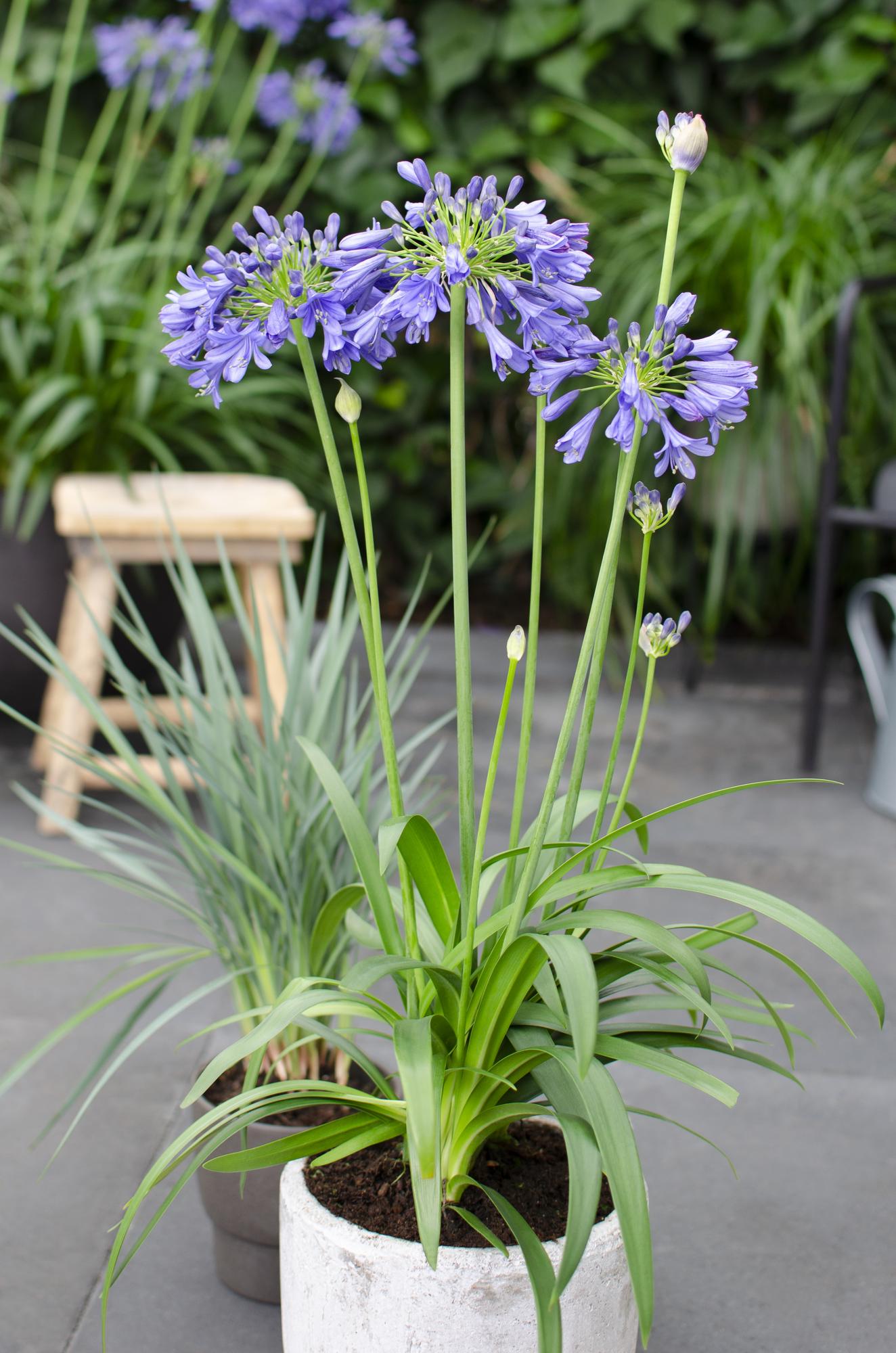 Agapanthus 'Ever Sapphire' - Pflanzfix24.de - Pflanzfix24.de