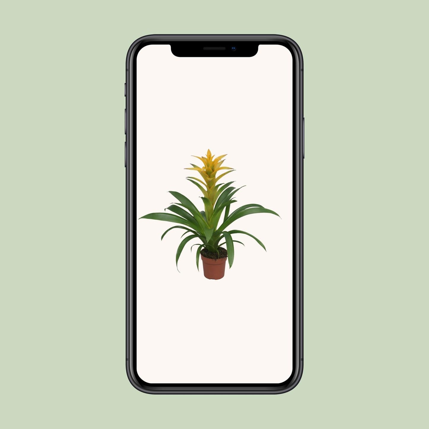 Guzmania Desire - Ø12 ↕45 bei Pflanzfix24