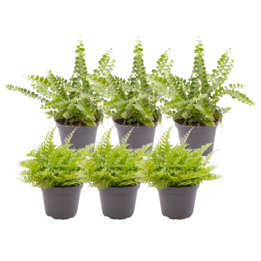 6x Nephrolepis Mix von Pflanzfix24