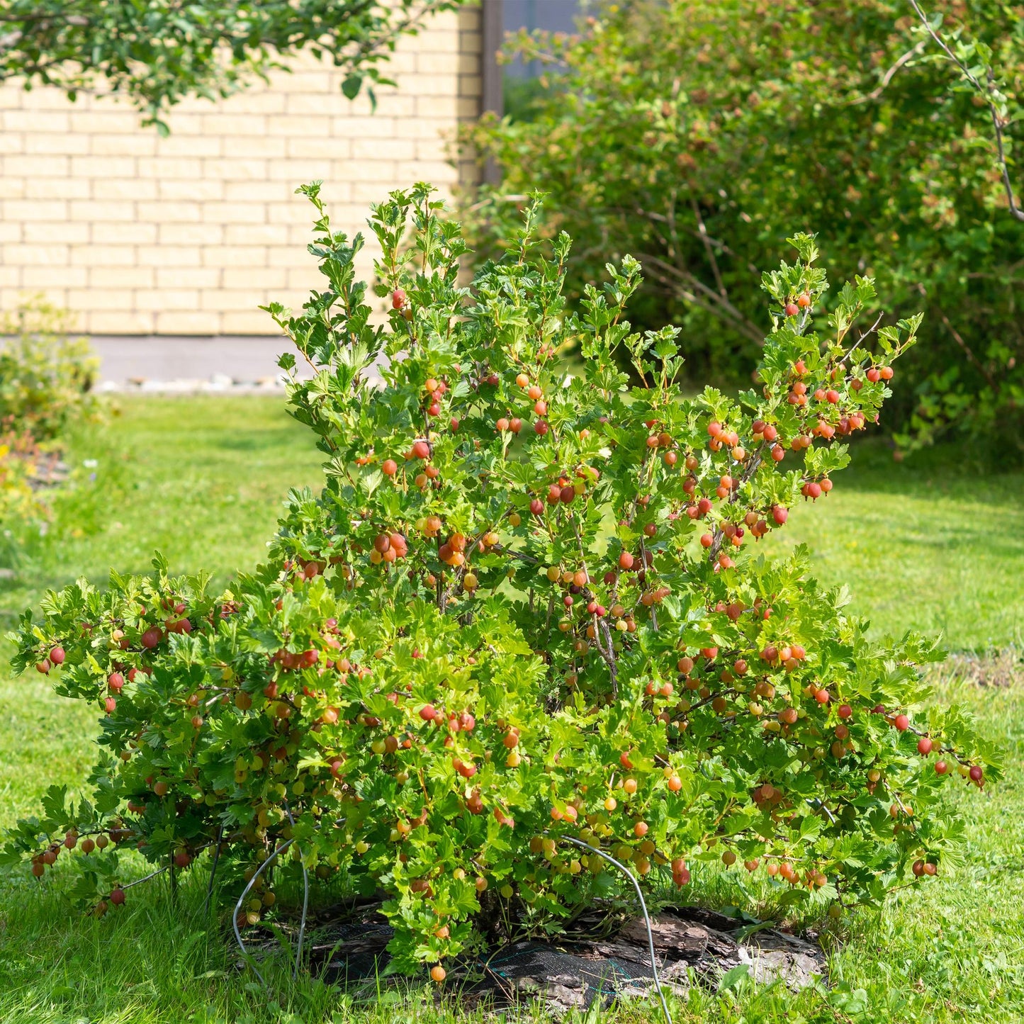 Stachelbeere Ribes uva-crispa Hinnomäki Röd - 2 Pflanzen - Topf 11cm - Pflanzfix24