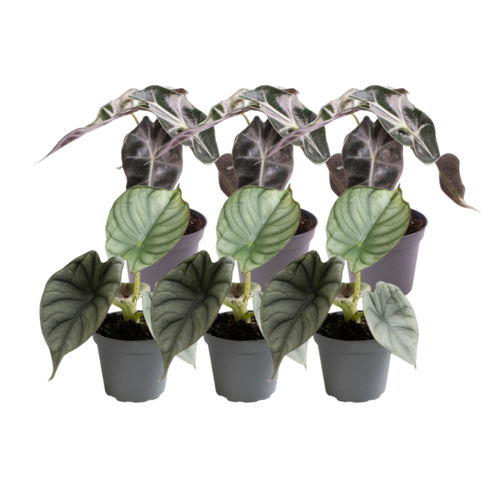 6x Alocasia Mix - Pflanzfix24