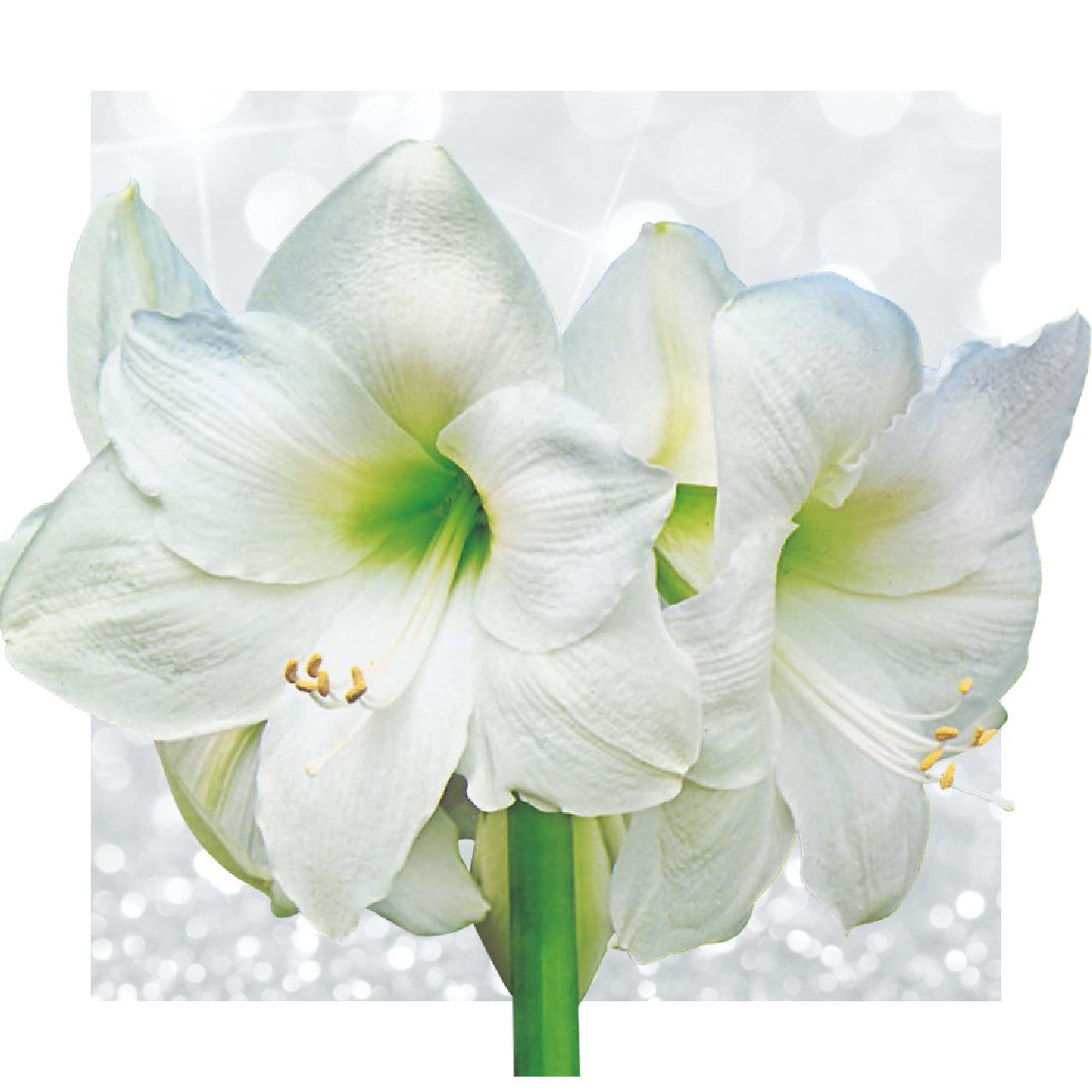 No Water Flowers® | Waxz® Colours - White + White flower - Pflanzfix24