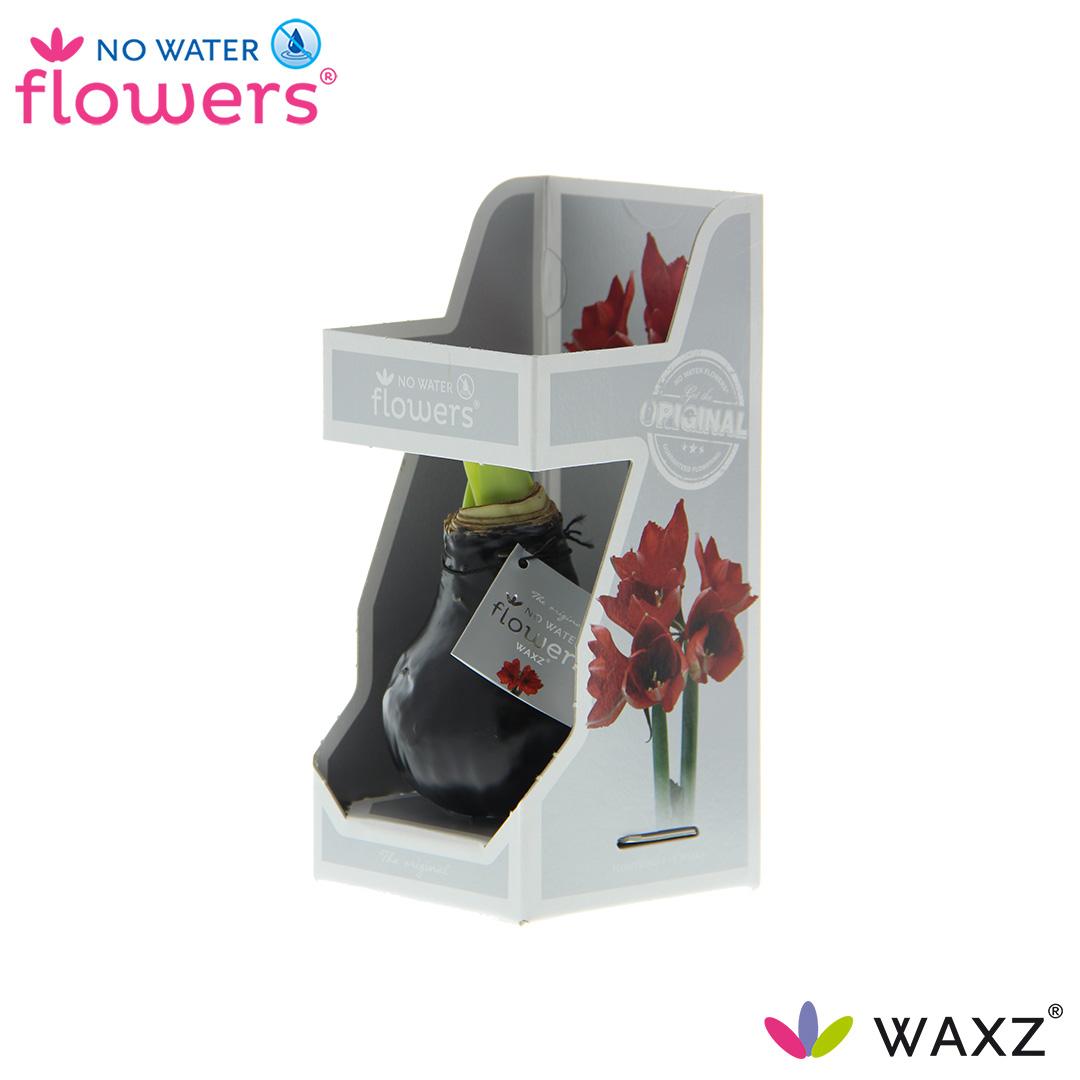 No Water Flowers Waxz® Black In Gift Box - ↕15cm - Pflanzfix24