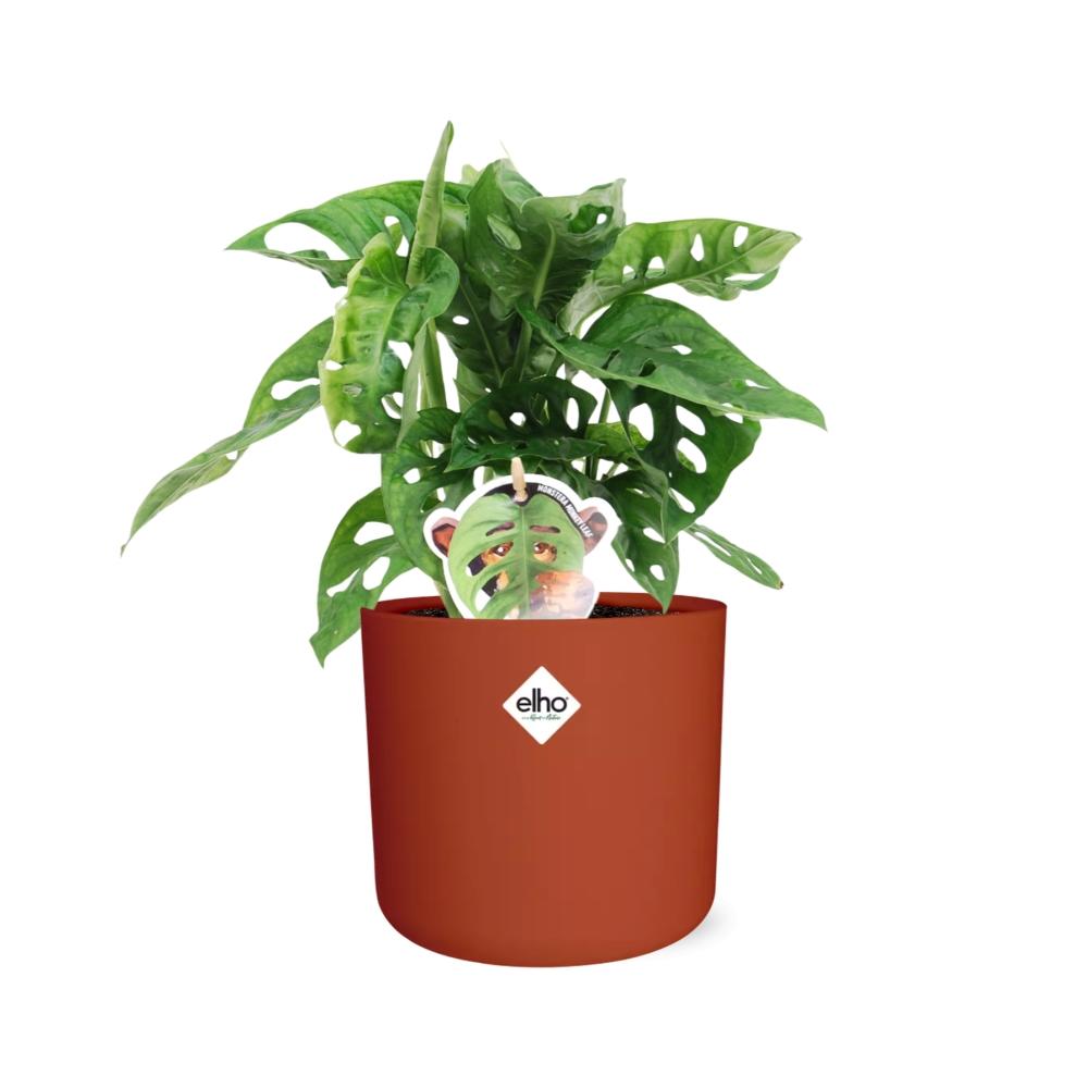 Monstera ‘Monkey Leaf’ in ELHO b.for soft rond 14cm brique - Pflanzfix24