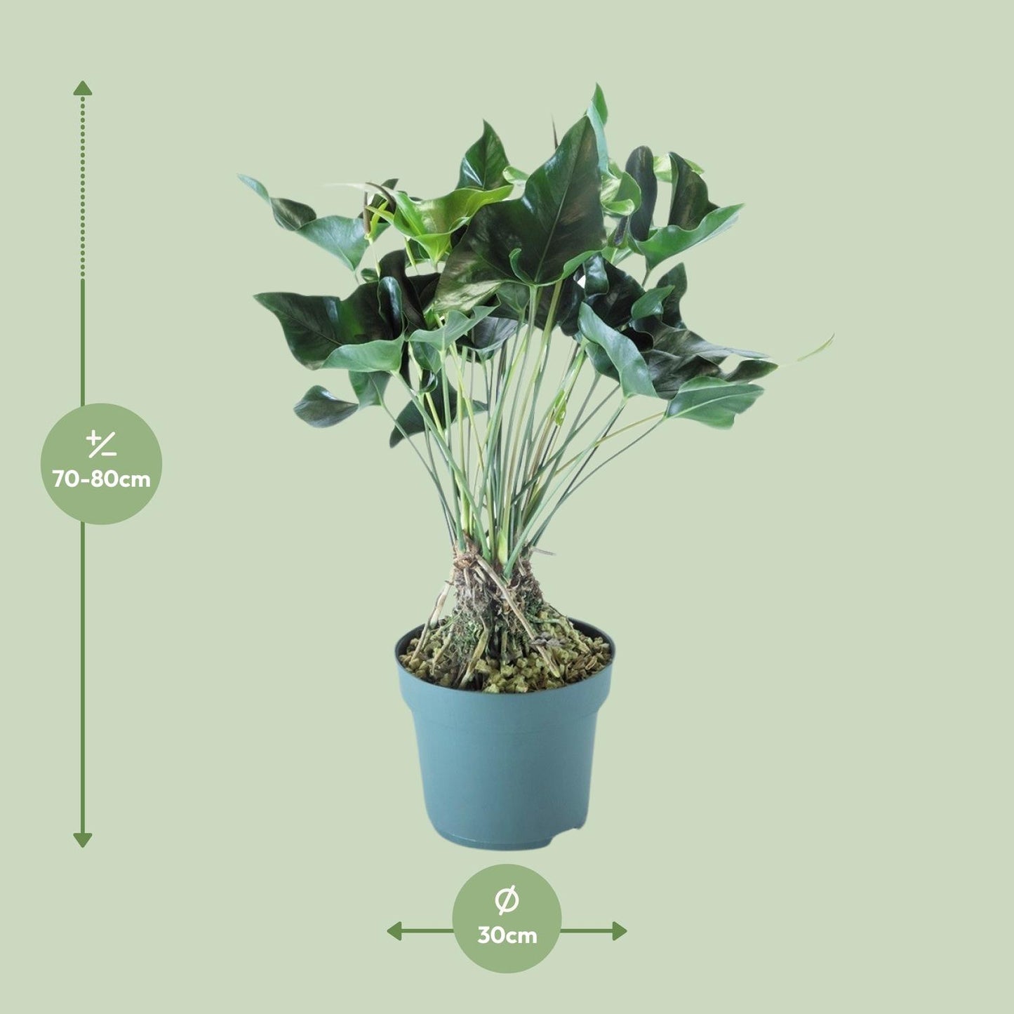 Anthurium Arrow - Ø30cm - ↕80cm - Pflanzfix24
