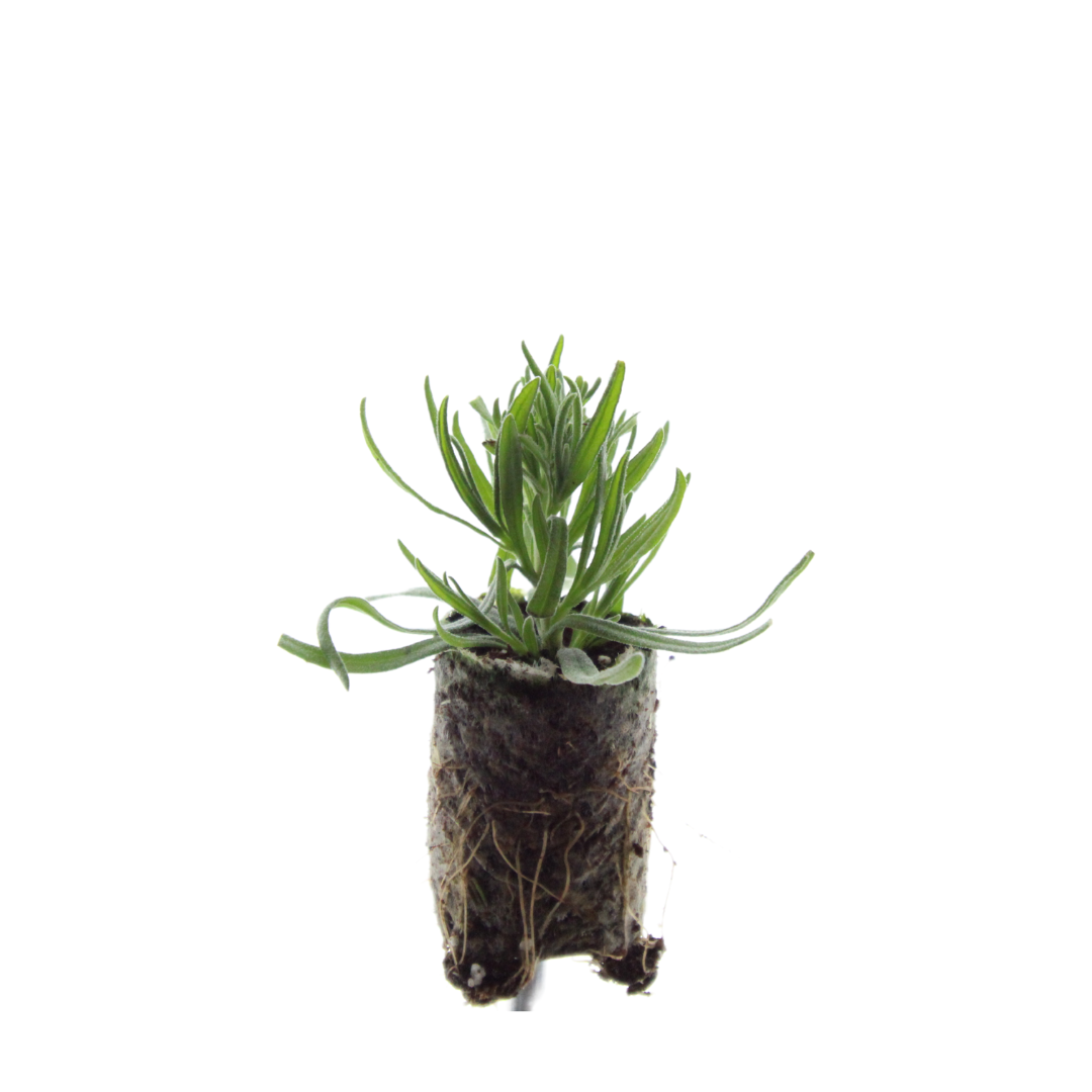 Lavandula 'Munstead' 6er-Set – Duftende Lavendel Jungpflanzen | Pflanzfix24.de - Pflanzfix24.de