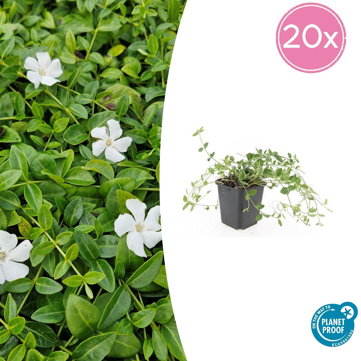 Vinca minor 'Gertrude Jekyll' - 20 Stk. bei Pflanzfix24.de - Pflanzfix24.de