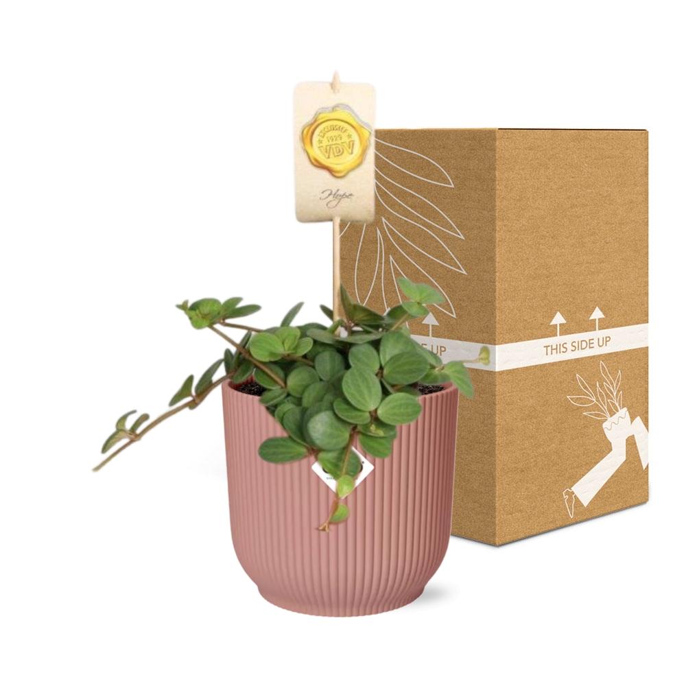 Peperomia ‘Hope’ in ELHO Vibes Fold 14cm - Rosé | Pflanzfix24