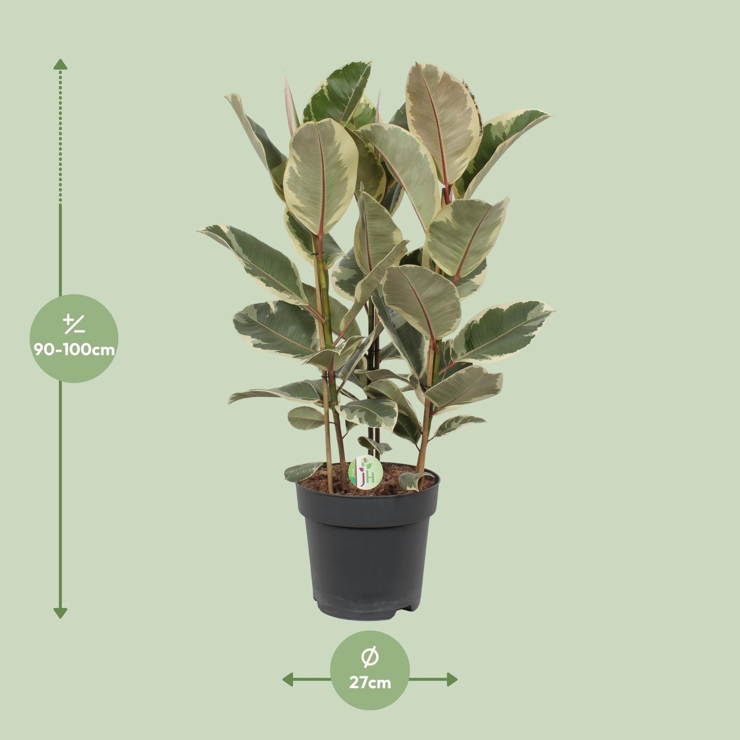 Ficus Tineke - Ø27cm - ↕85cm von Pflanzfix24.de - Pflanzfix24.de