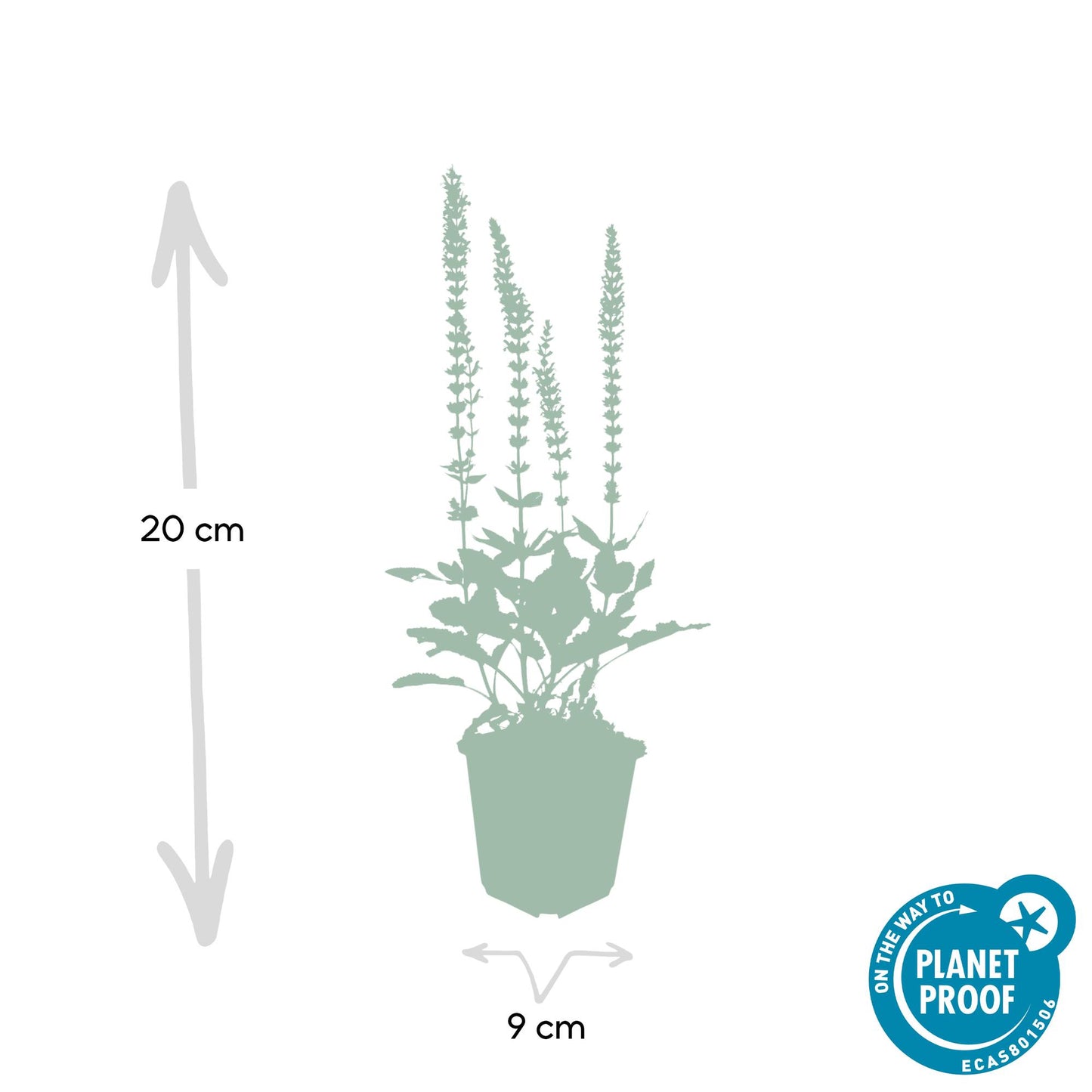 12x Salvia nemorosa 'Ostfriesland' Stauden 10-25cm | Pflanzfix24.de - Pflanzfix24.de
