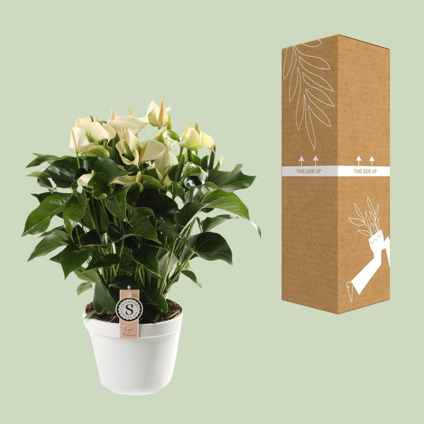Anthurium White Champion 21cm - Pflanzfix24
