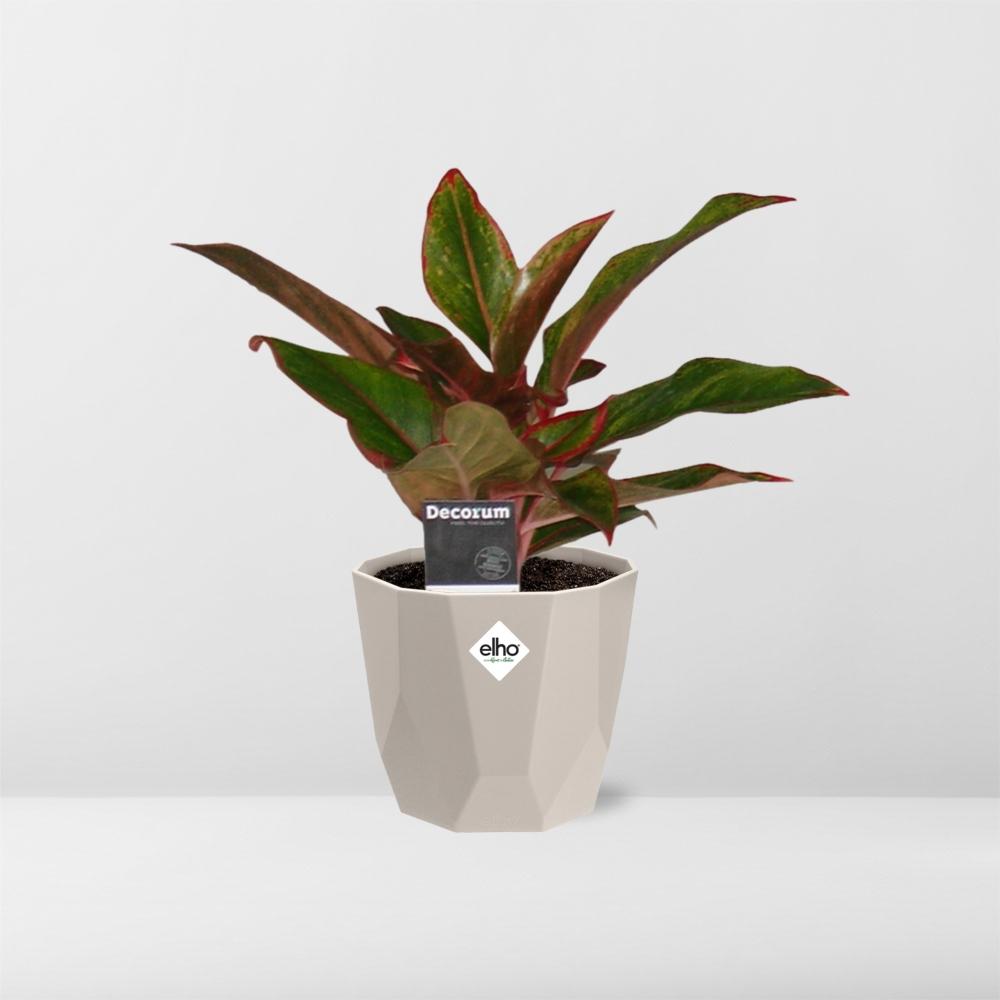 Aglaonema Crete in ELHO b.for rock 14 cm warm grey - Pflanzfix24