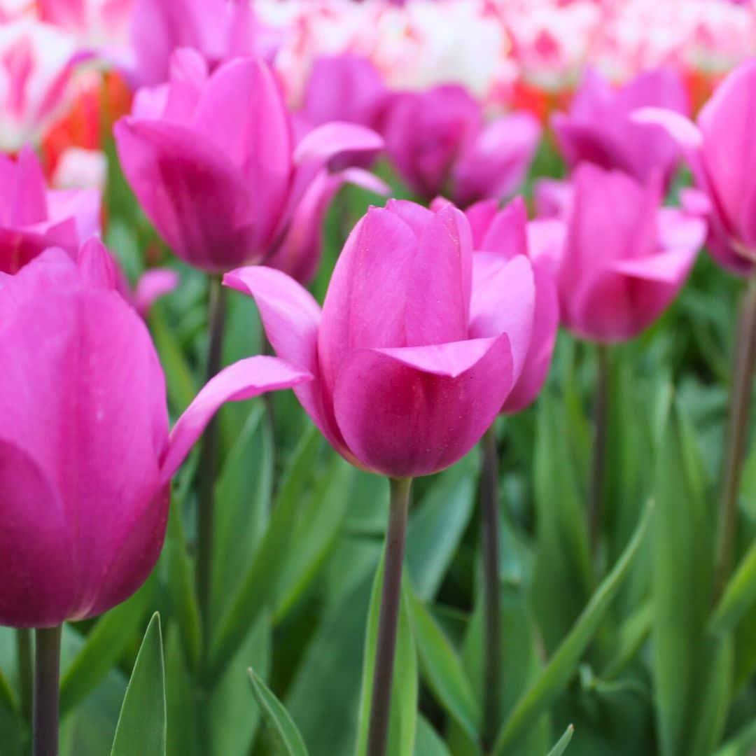 Tulpe 'Gomera' - 15 Blumenzwiebeln - Flowerbulbs Amsterdam - Pflanzfix24