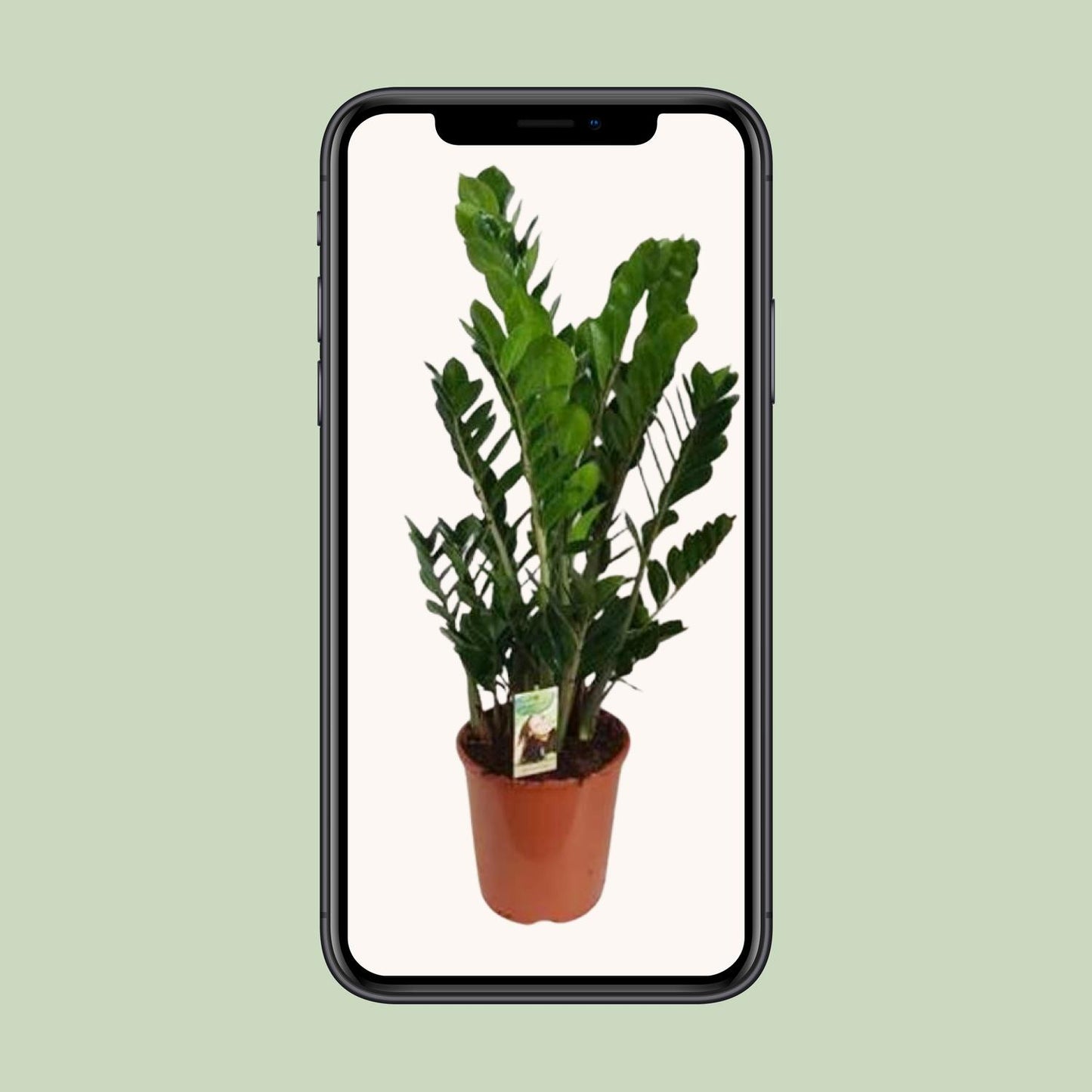 Zamioculcas Zamiifolia - Ø27cm - ↕100cm - Pflanzfix24