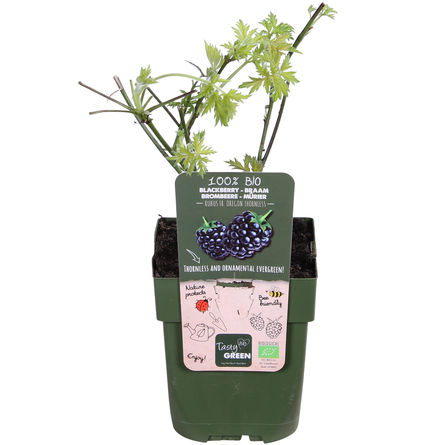 Rubus fruticosus Thornless Evergreen – dornlose Kletterbrombe | Pflanzfix24.de - Pflanzfix24.de