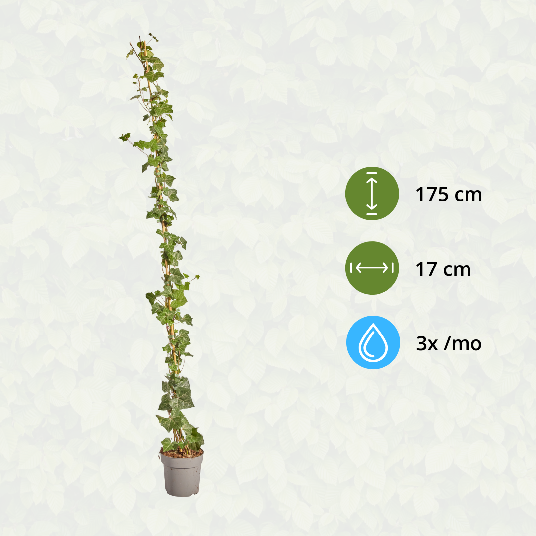 Hedera Hibernica - Efeu - gestäbt - ↨150 - 175 cm - Pflanzfix24.de - Pflanzfix24.de