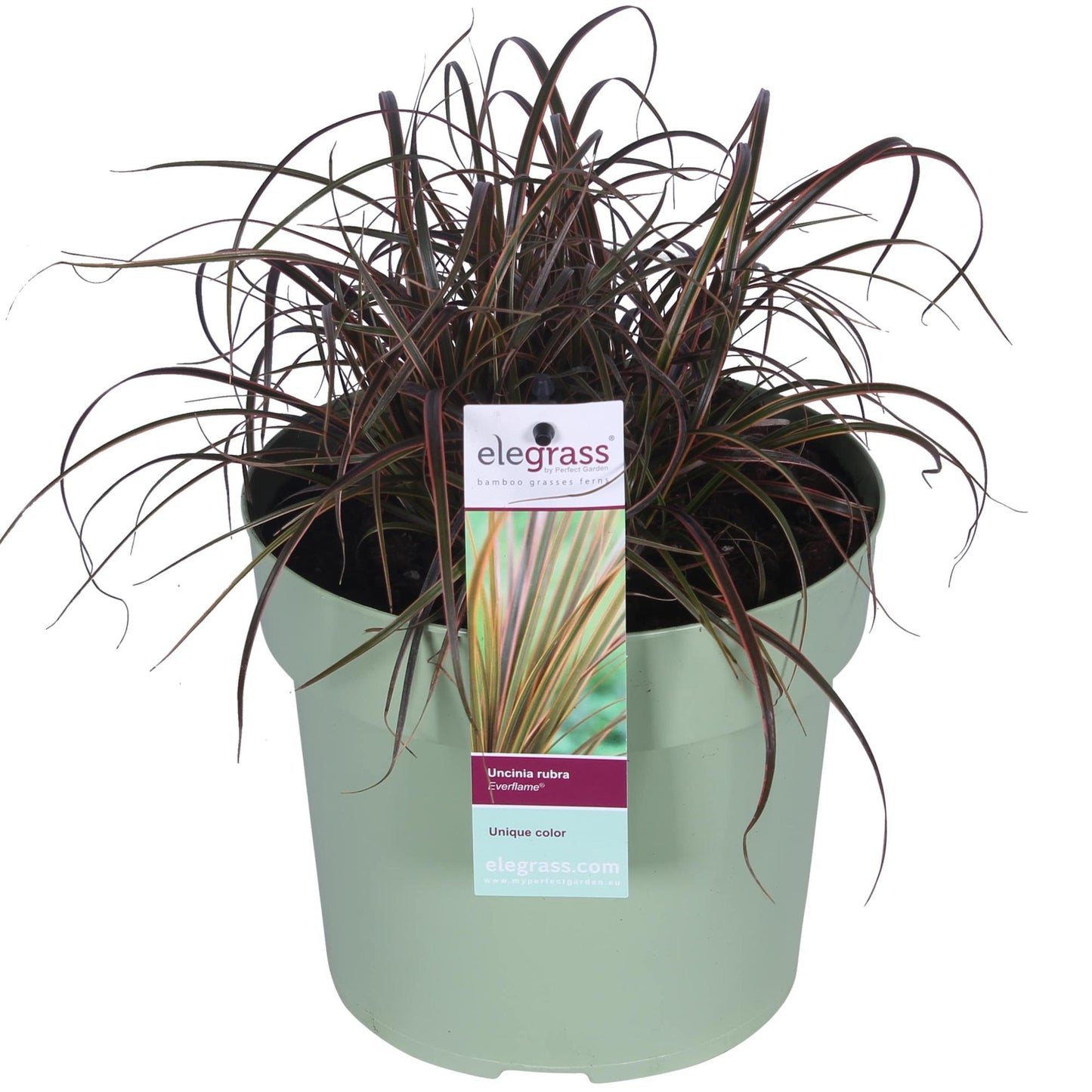 Uncinia rubra Everflame - Ø19cm - ↕40cm - Pflanzfix24