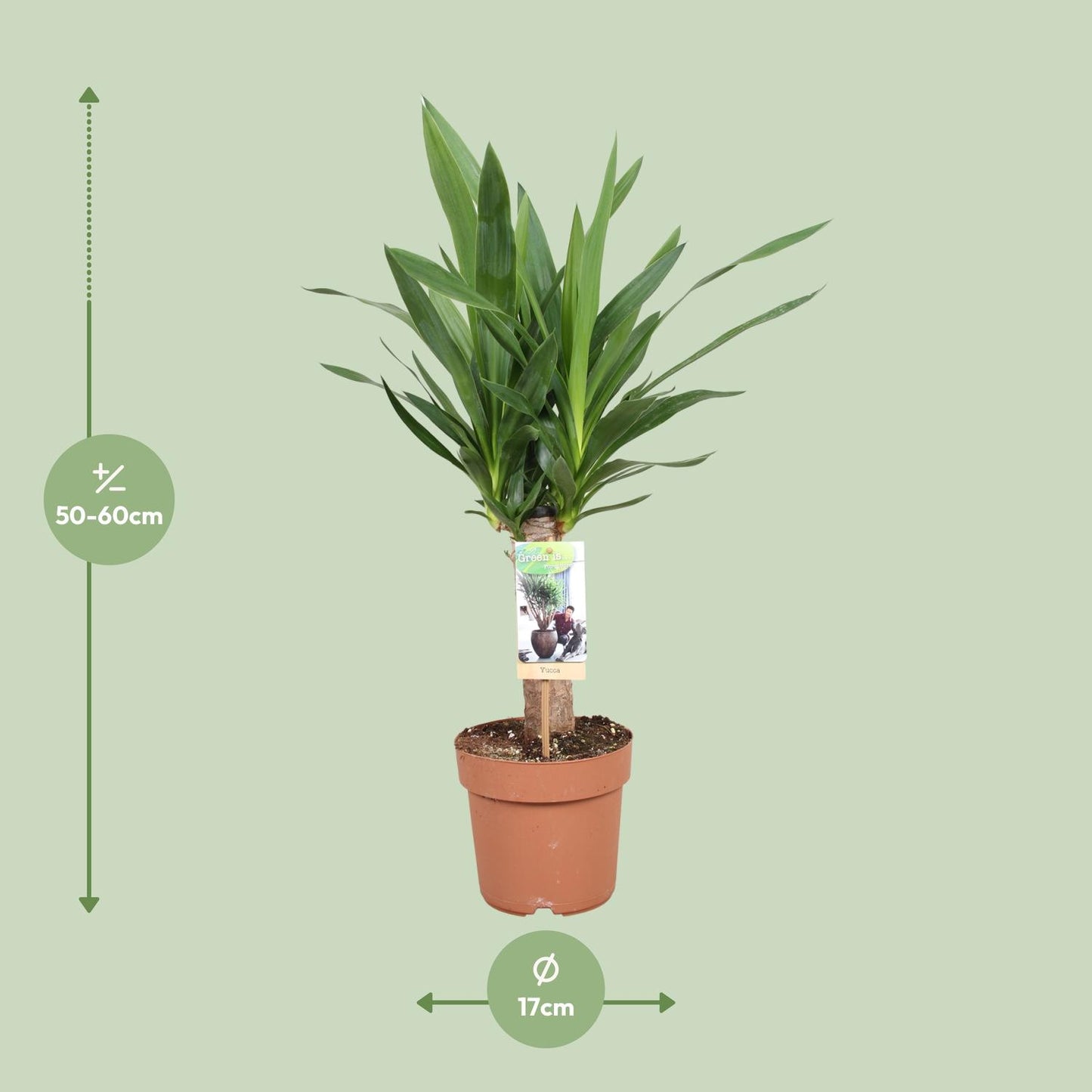 Yucca Elephantipes - Ø17cm - ↕60cm - Pflanzfix24