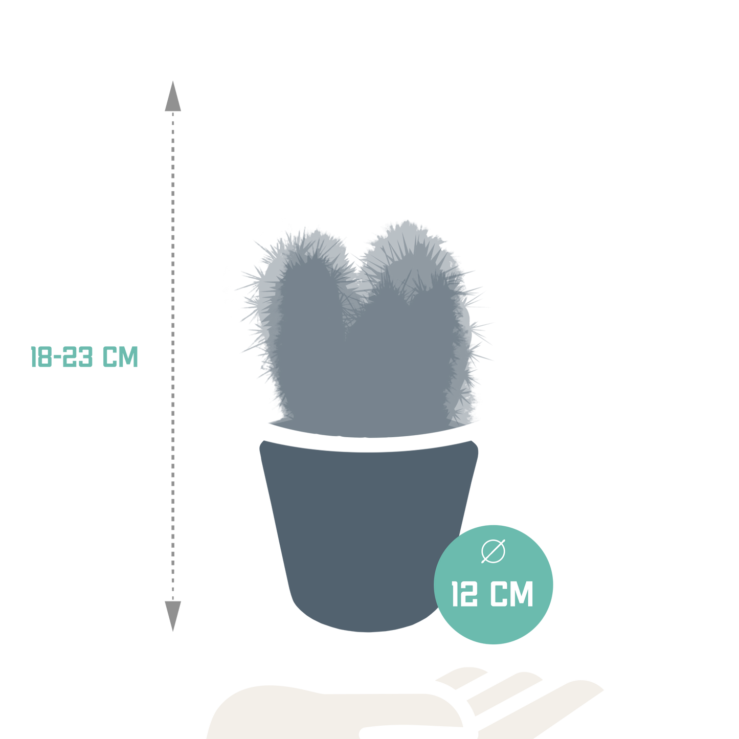 Cereus-Mischung 10,5 cm - 3x - in witte pot - Pflanzfix24.de - Pflanzfix24.de