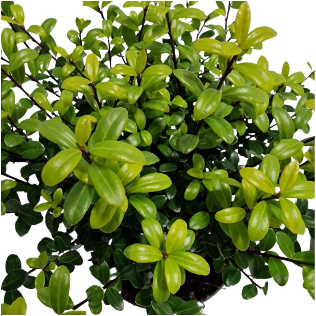 Ilex crenata 'Jenny'® Hecke 1m – 6 winterharte Pflanzen | Pflanzfix24.de - Pflanzfix24.de