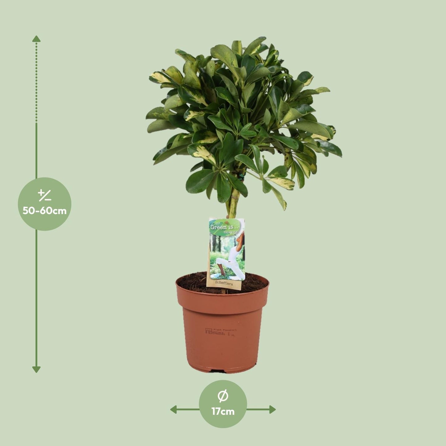 Schefflera Gold Capella - Ø17cm - ↕60cm - Pflanzfix24