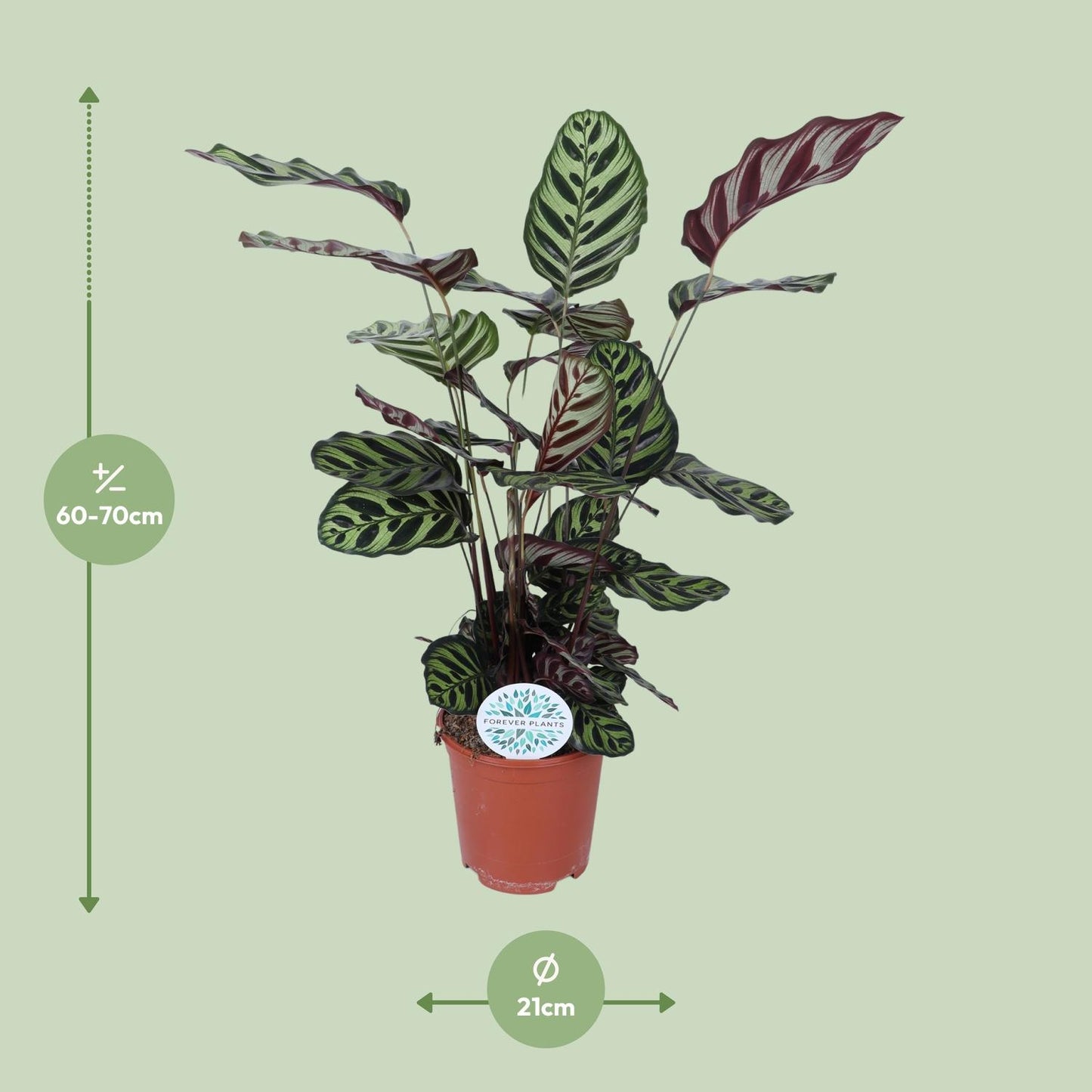 Calathea Makoyana - Ø21cm - ↕70cm bei Pflanzfix24.de - Pflanzfix24.de