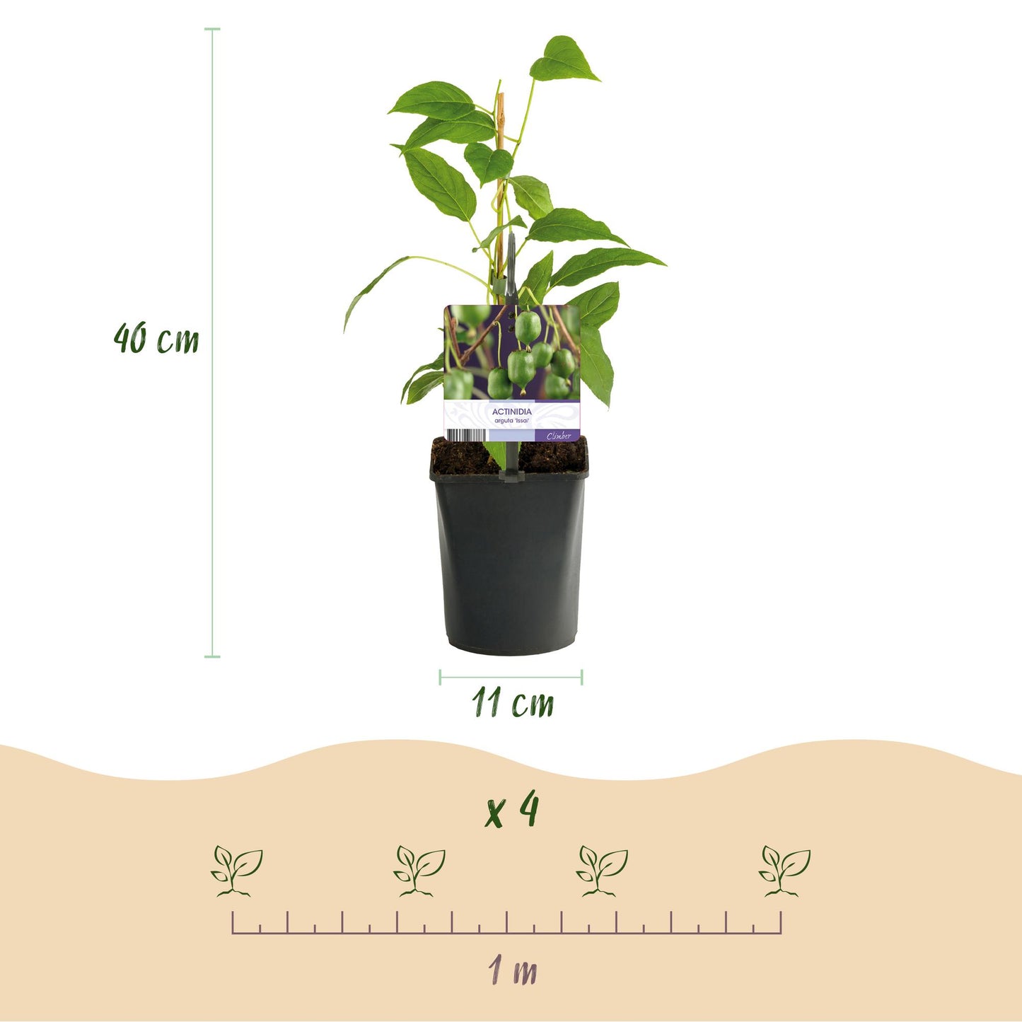 Pflanzfix24 - Kiwi - Actinidia arguta Issai - Grüne Frucht - 2 Pflanzen - Topf 11cm Höhe 40cm